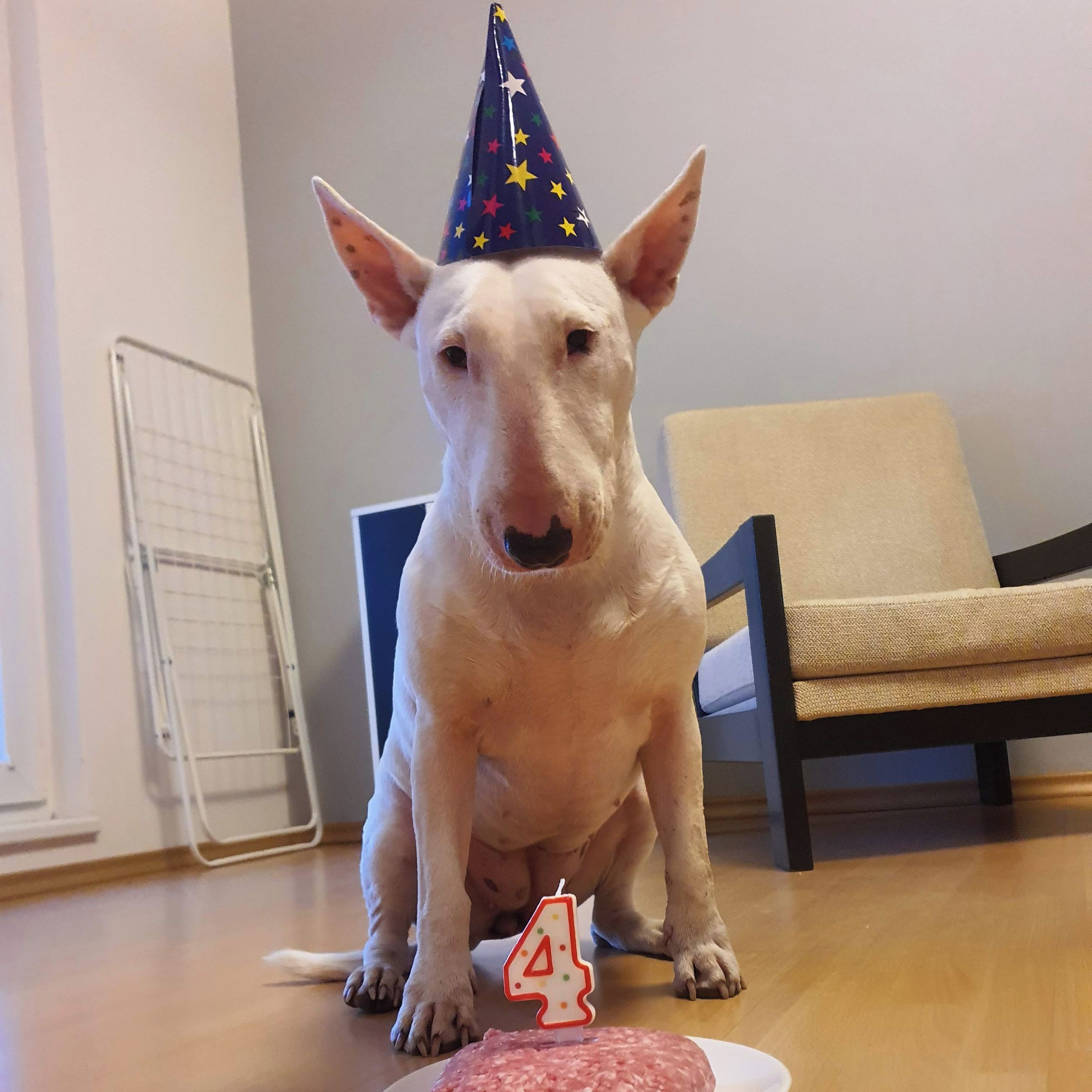 Soutěžní fotografie - Mey,  Bulteriér