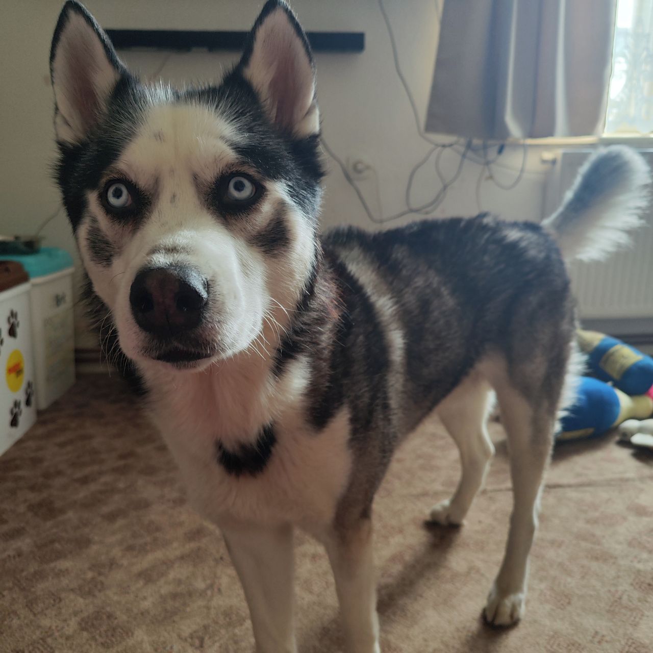 Soutěžní fotografie - Drax,  Sibiřský husky