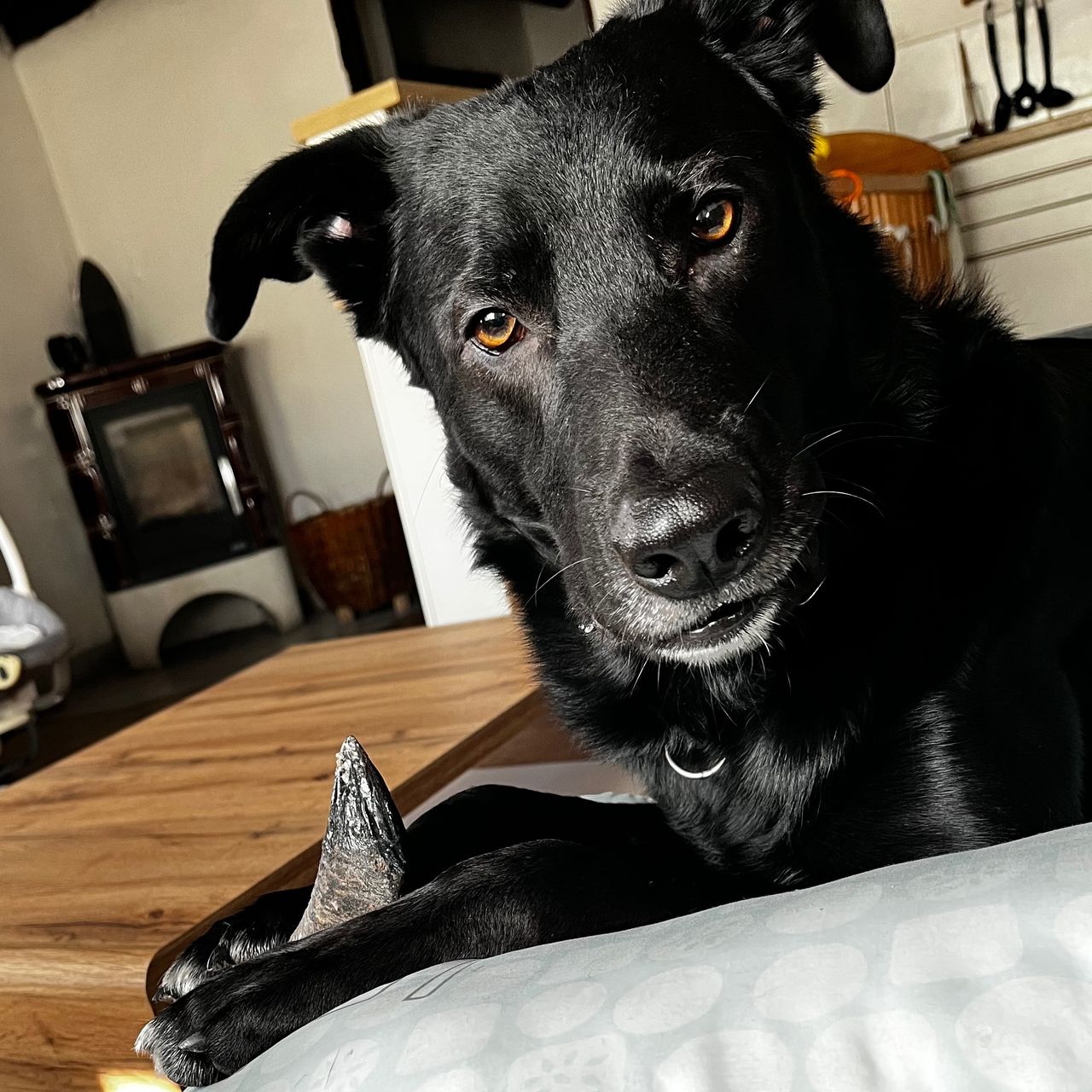 Soutěžní fotografie - Beník,  Border kolie