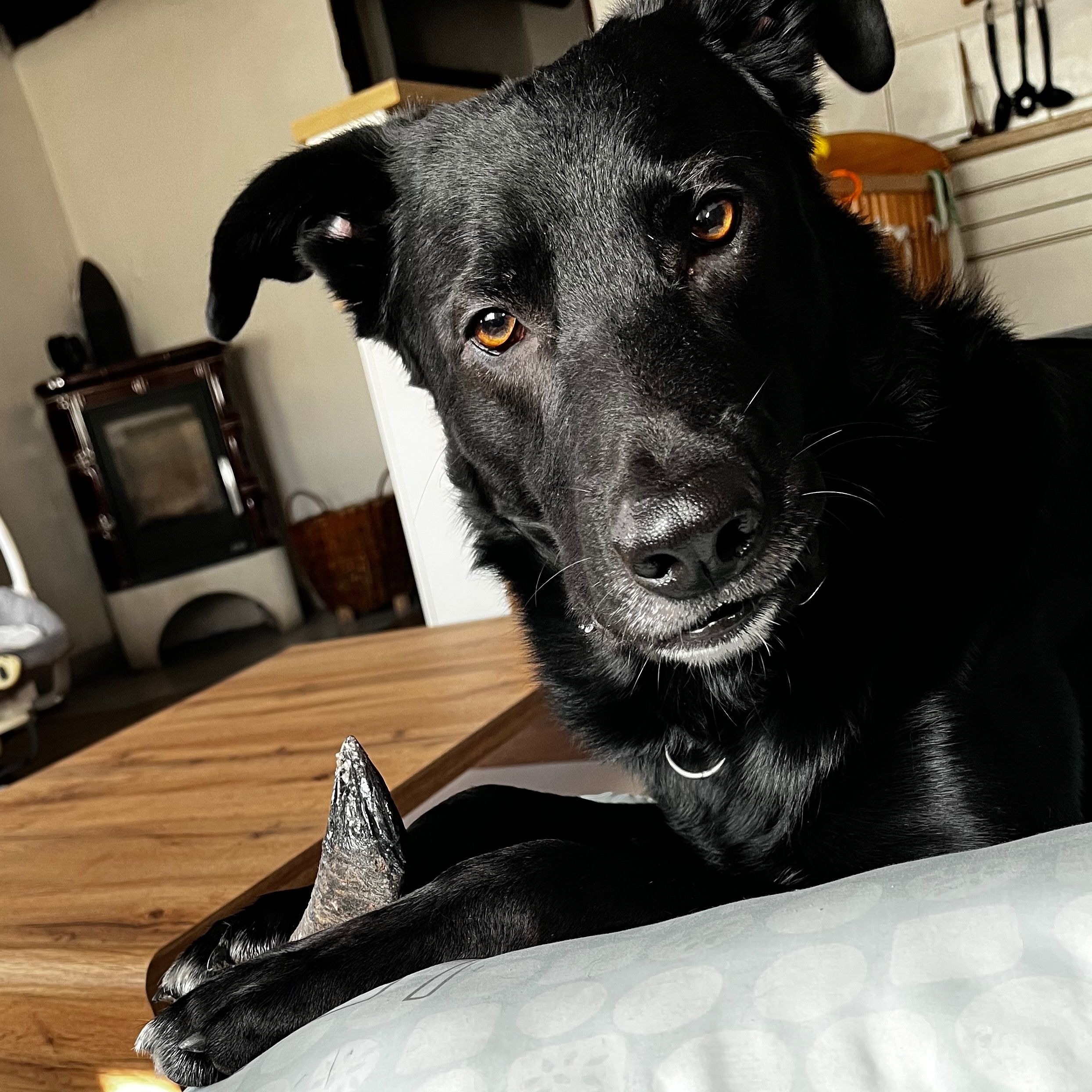 Soutěžní fotografie - Beník,  Border kolie