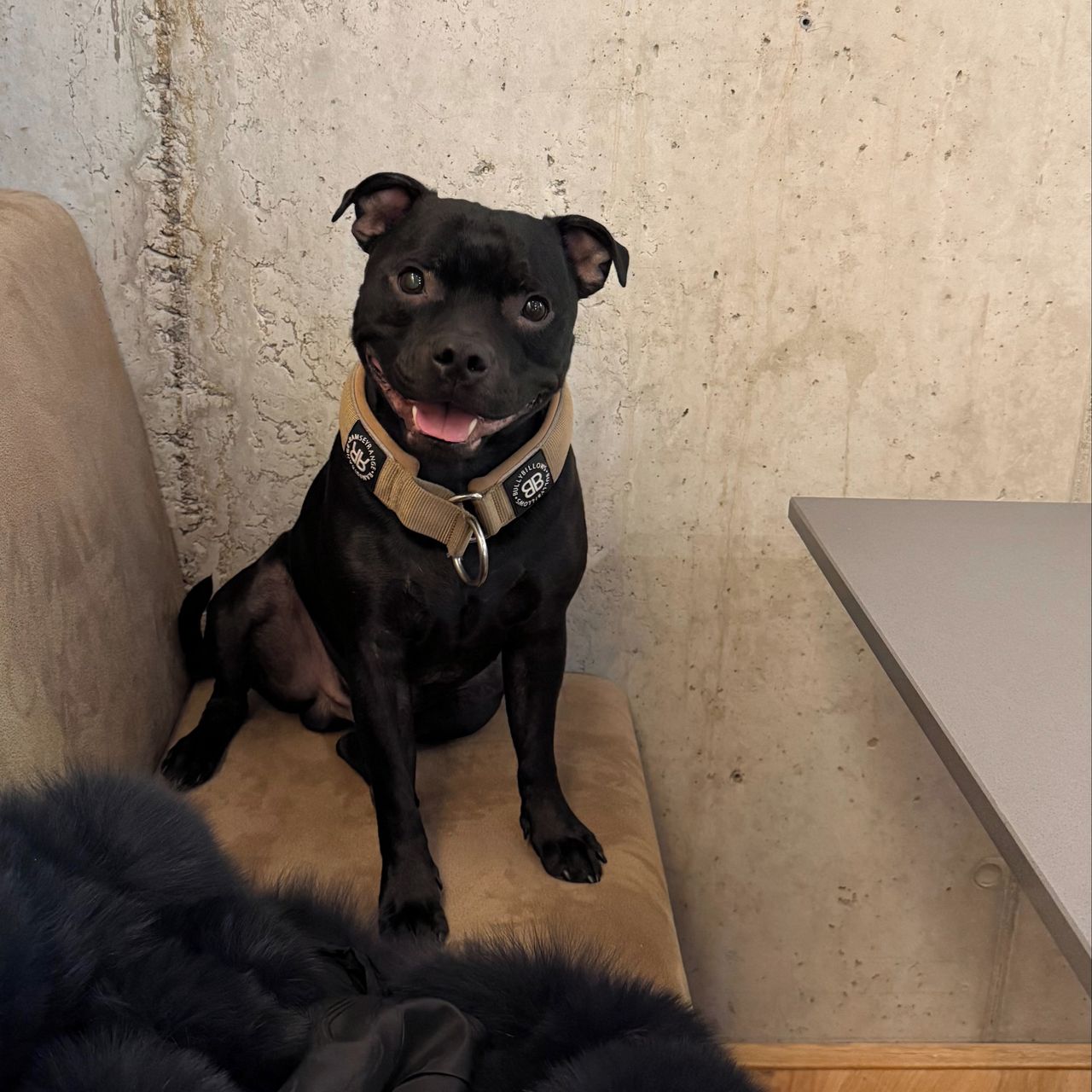 Soutěžní fotografie - Wick,  Stafordšírský bullterier