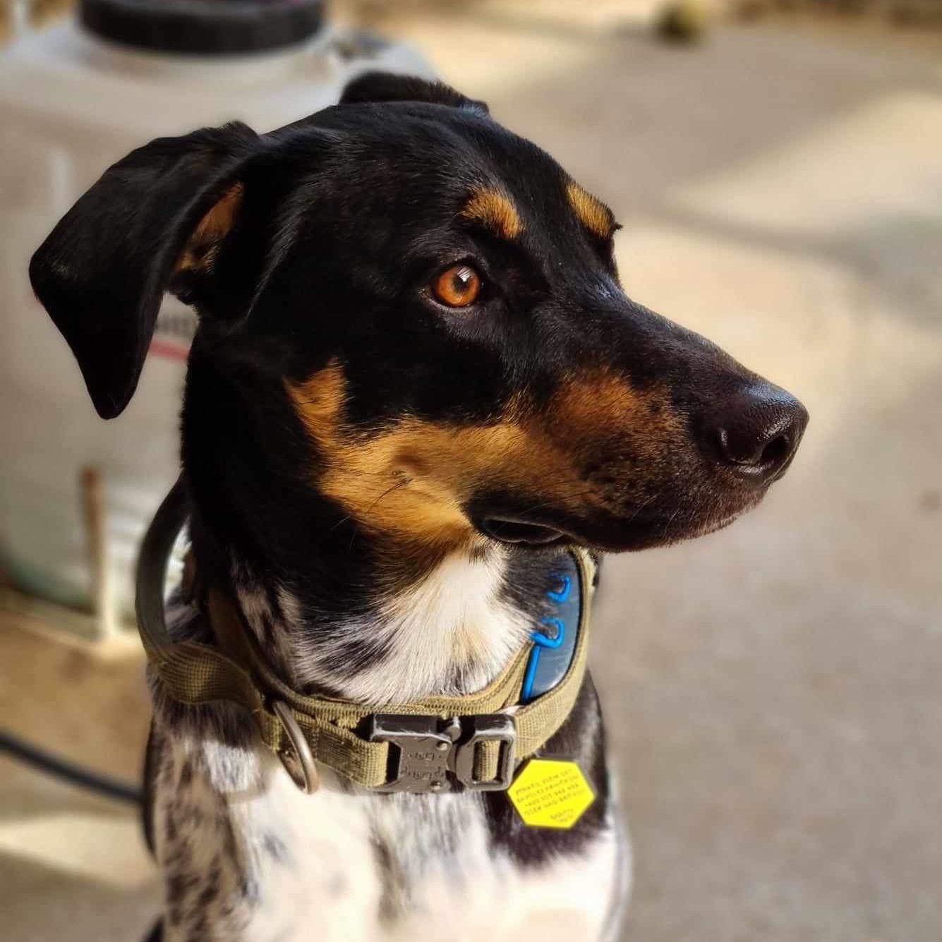 Soutěžní fotografie - Albert,  Český strakatý pes