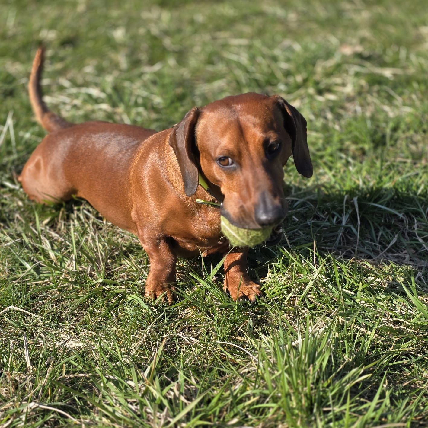 Soutěžní fotografie - Tobík,  Jezevčík