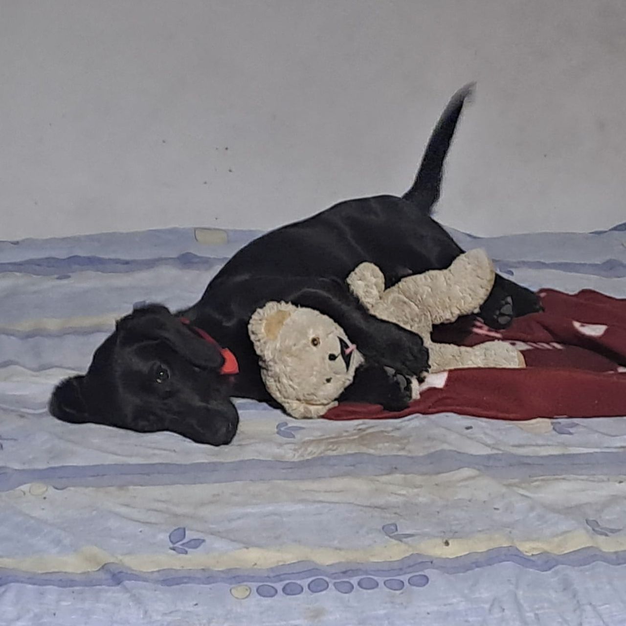 Soutěžní fotografie - Berry,  Ostatní