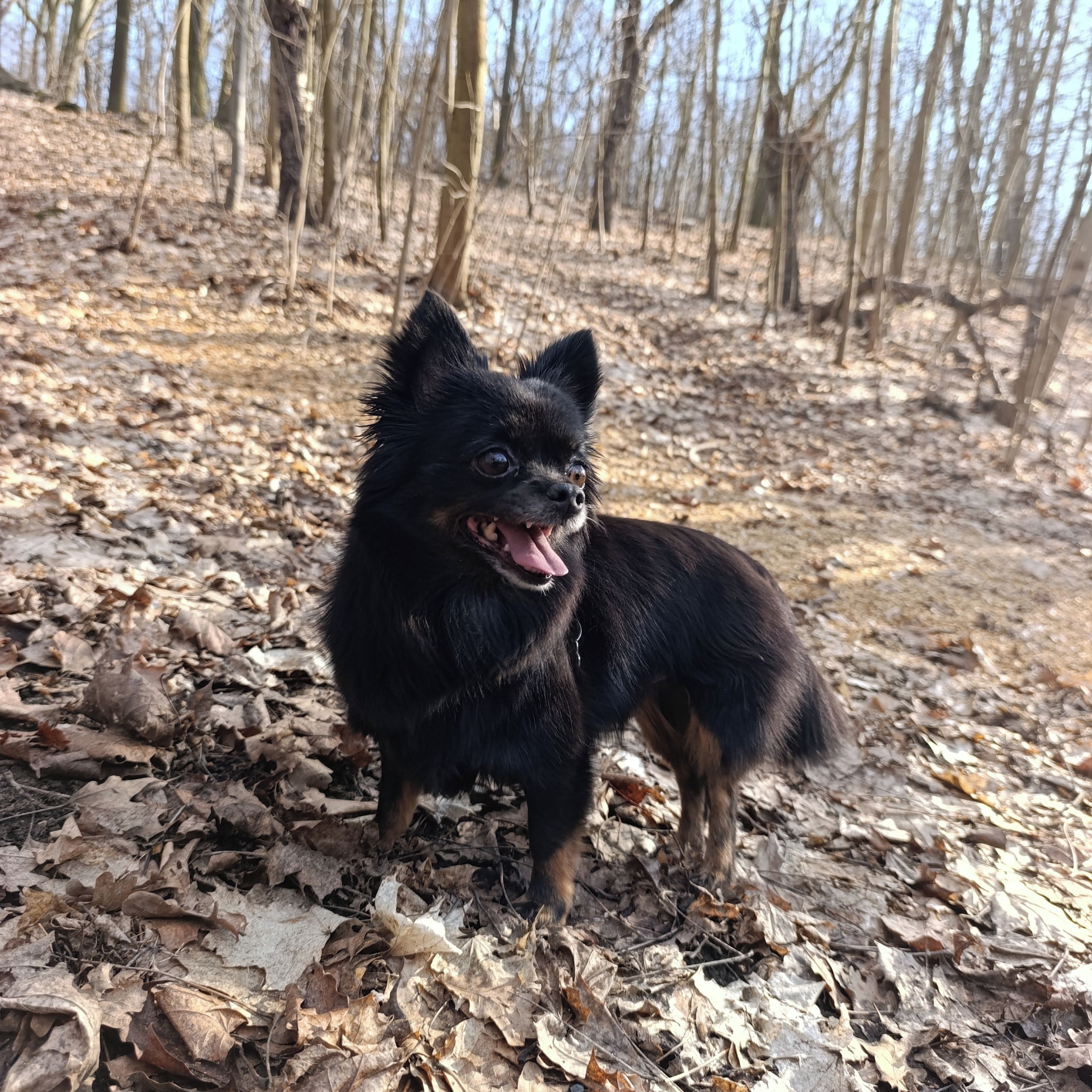 Soutěžní fotografie - Teddy,  Čivava