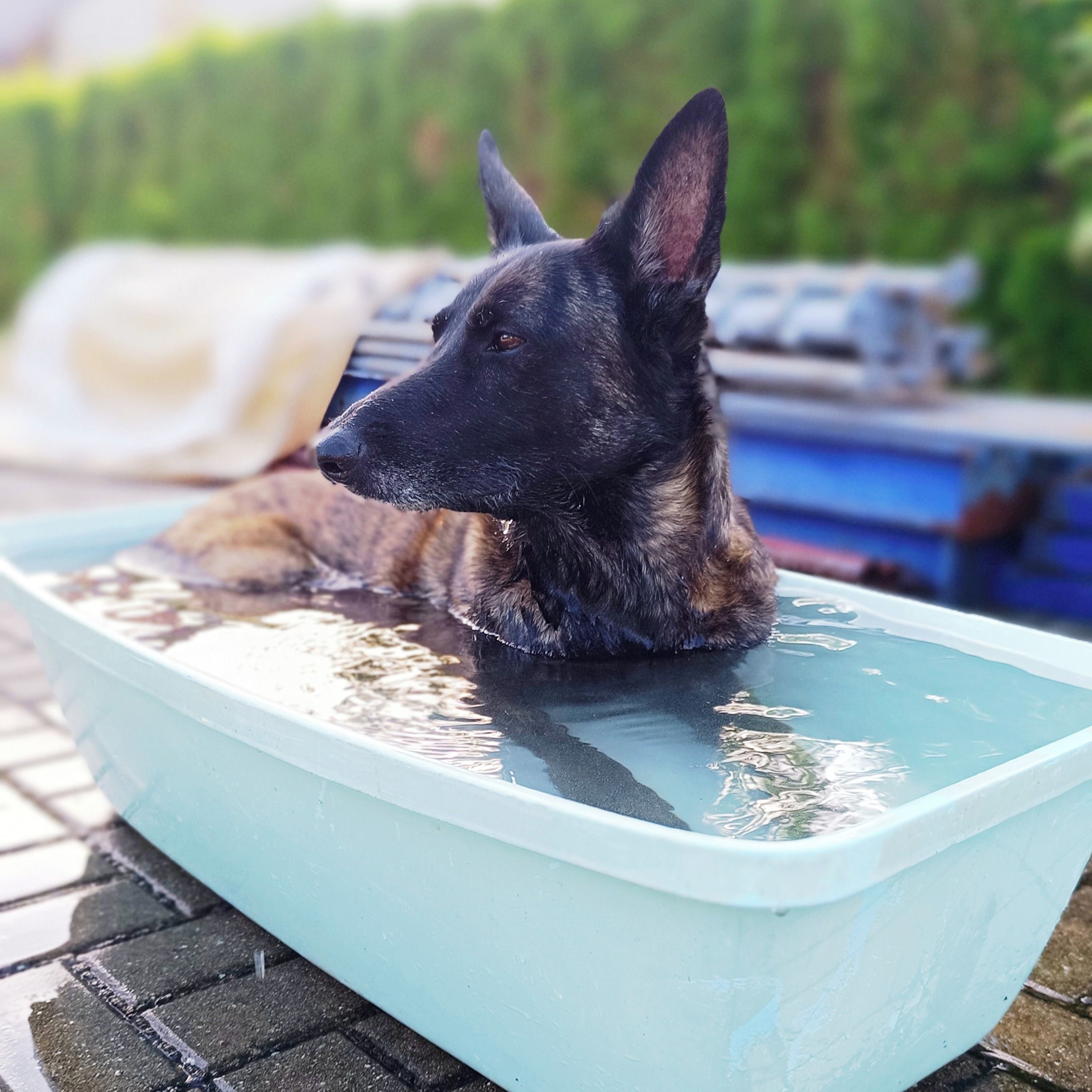 Soutěžní fotografie - Arwen,  Holandský ovčák