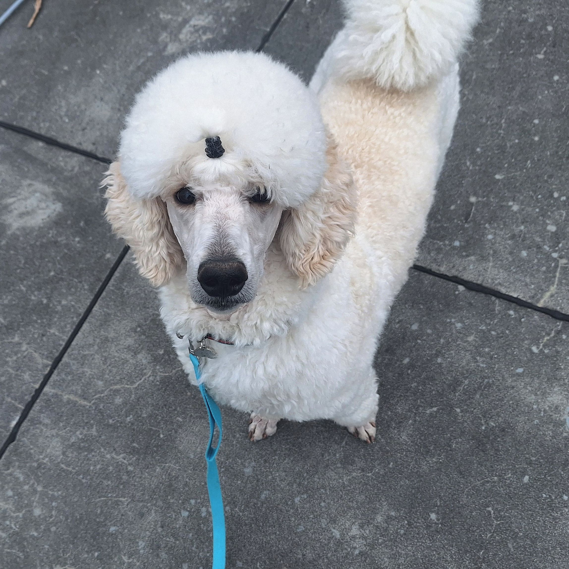 Soutěžní fotografie - Attila,  Pudl