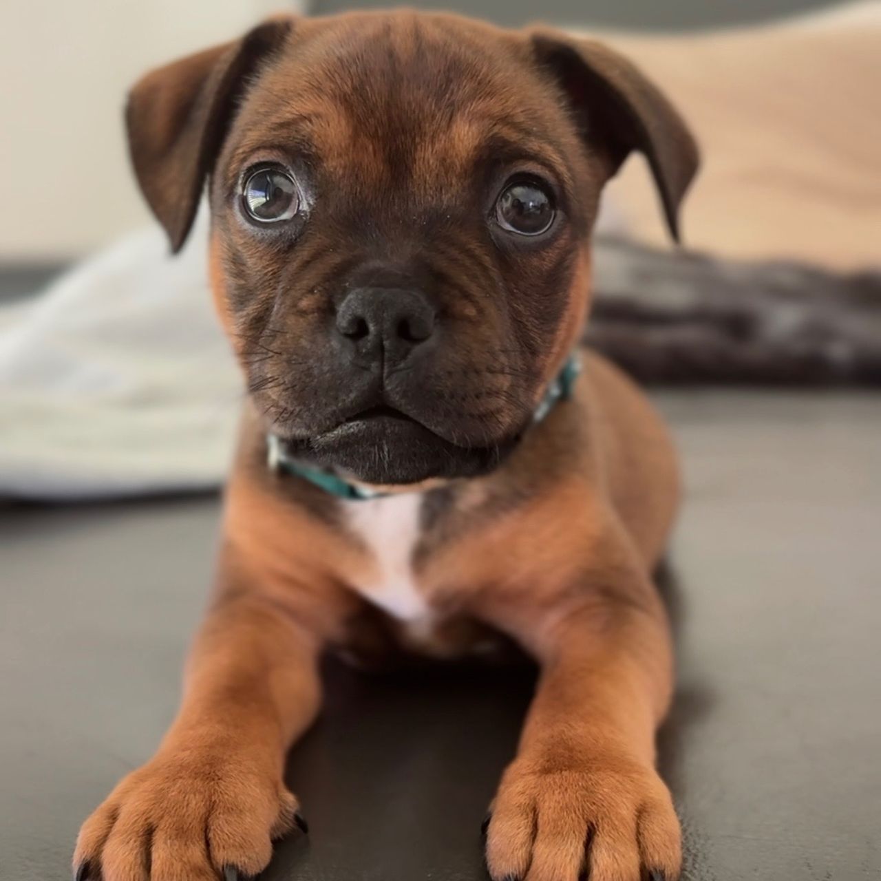 Soutěžní fotografie - Sheldon,  Stafordšírský bullterier