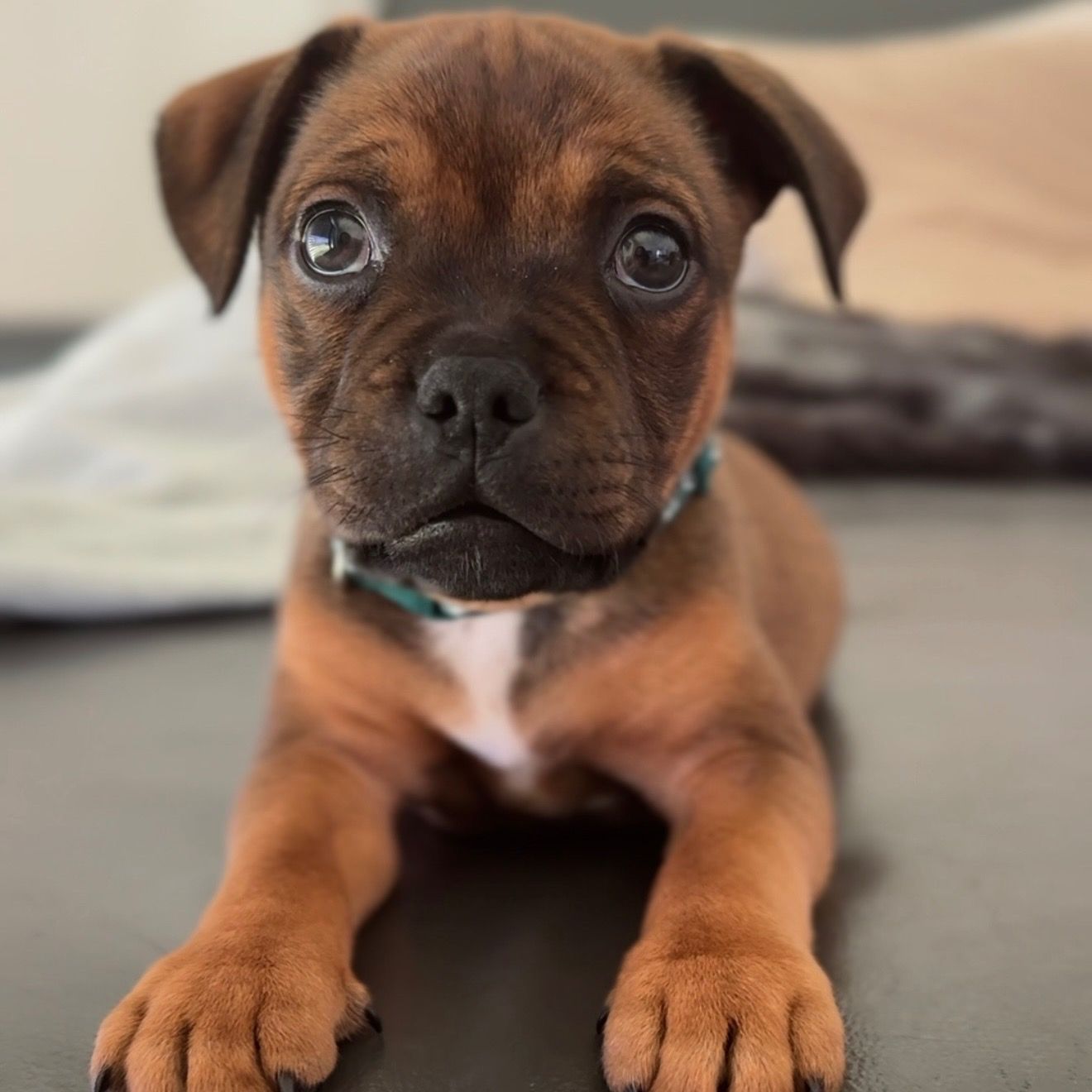 Soutěžní fotografie - Sheldon,  Stafordšírský bullterier