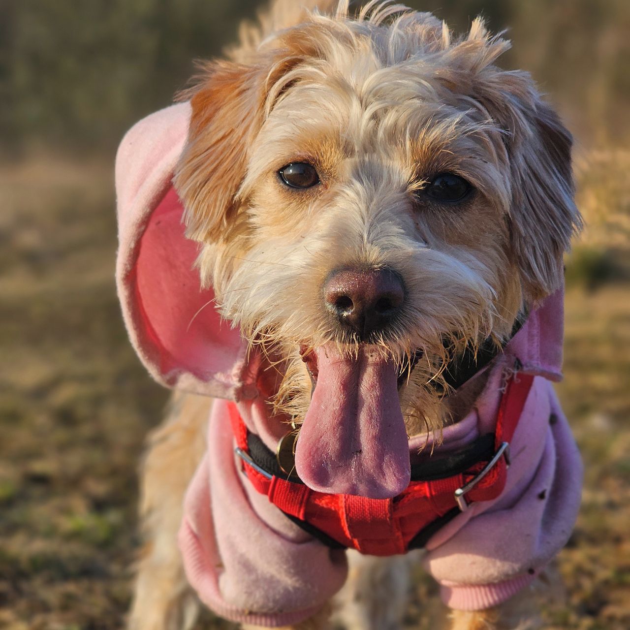 Soutěžní fotografie - Čikinka,  Ostatní