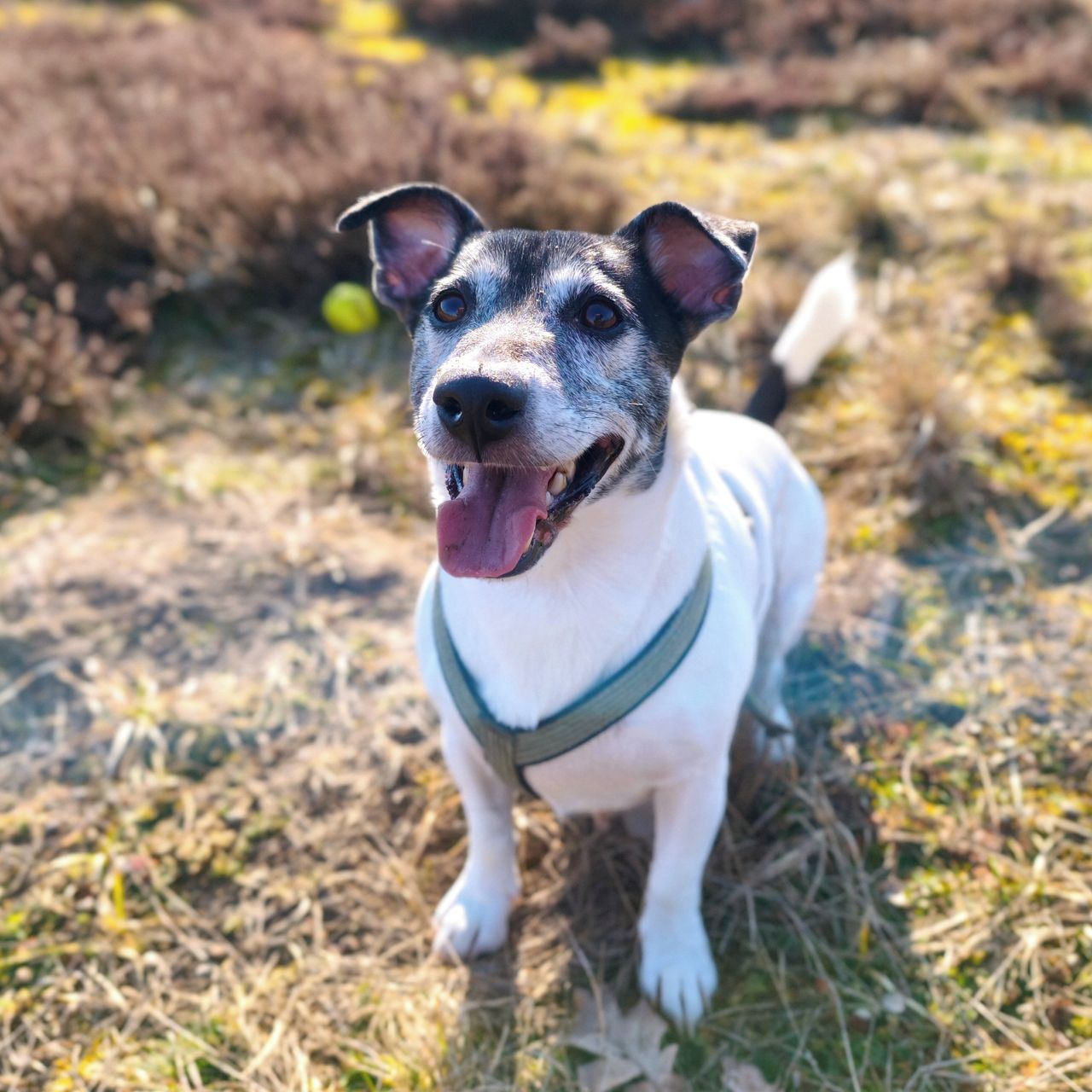 Soutěžní fotografie - Jack,  Jack Russell Teriér