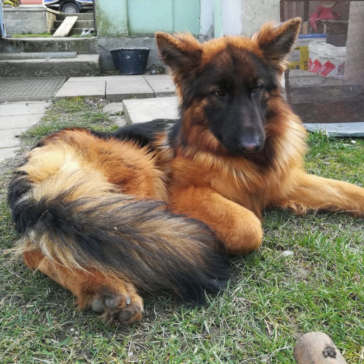 Soutěžní fotografie - PETY,  Německý ovčák