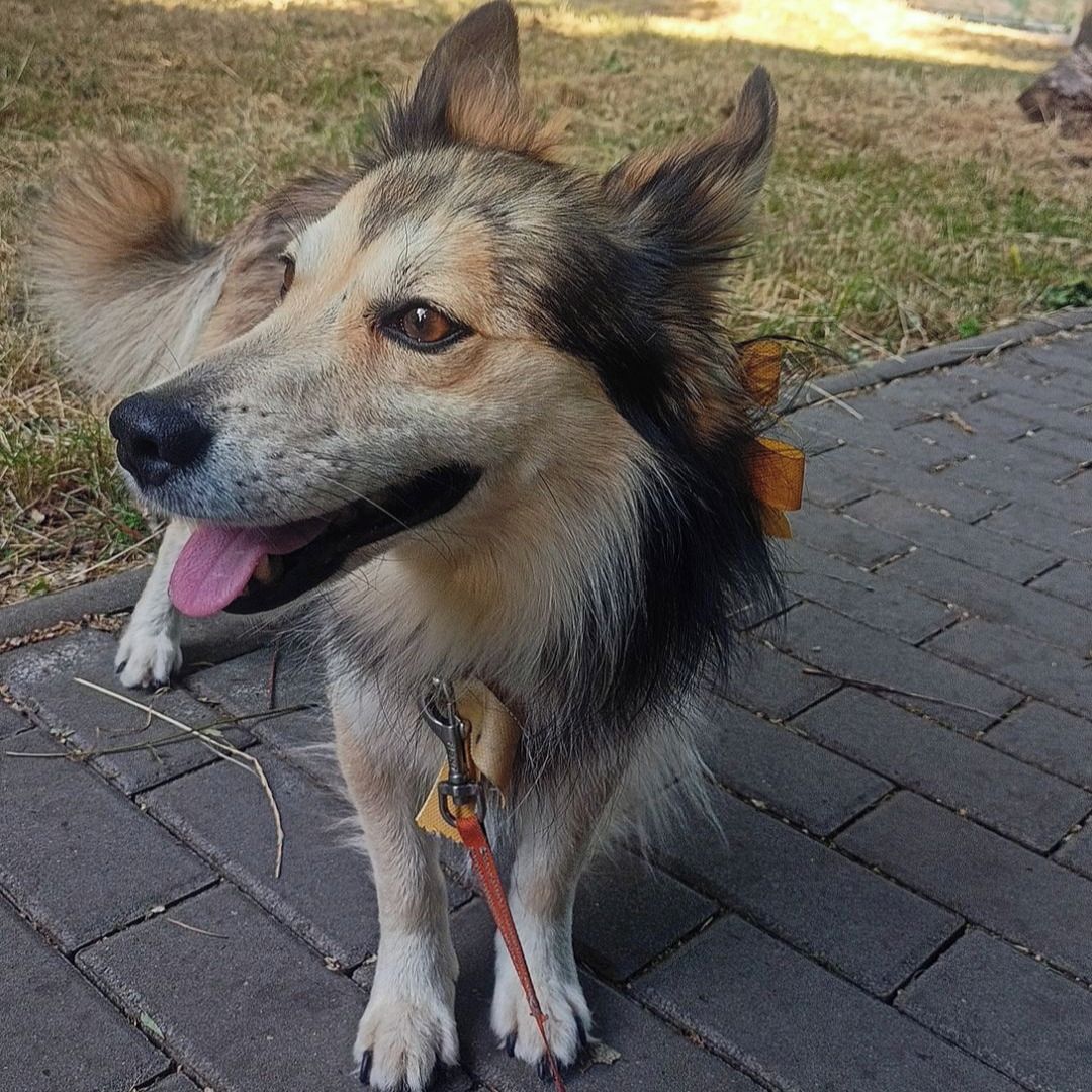 Soutěžní fotografie - Frenkie,  Ostatní
