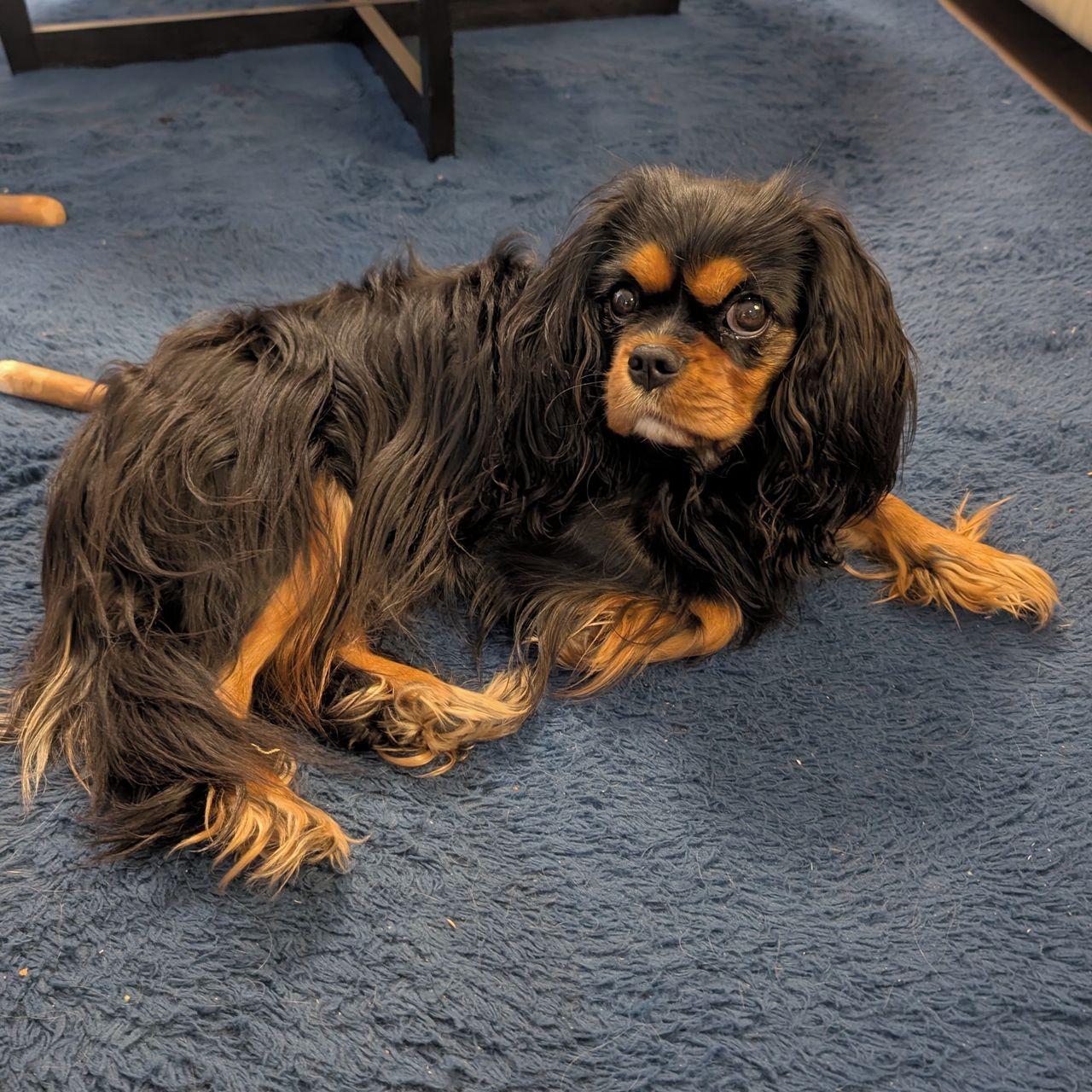 Soutěžní fotografie - Goldie,  Kavalír King Charles španěl