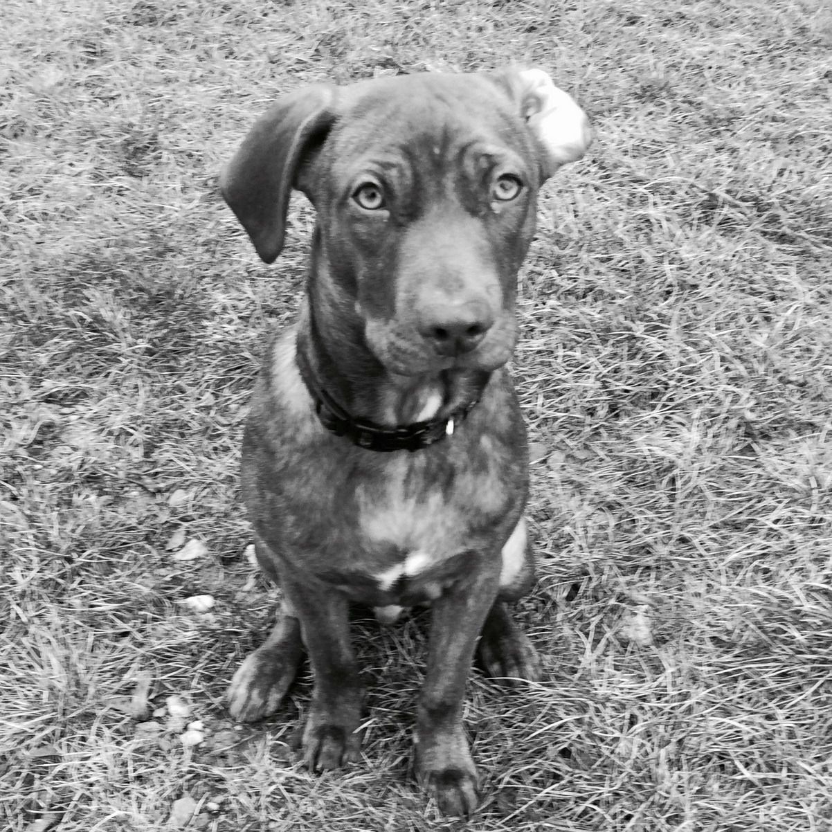 Soutěžní fotografie - Cody,  Ostatní