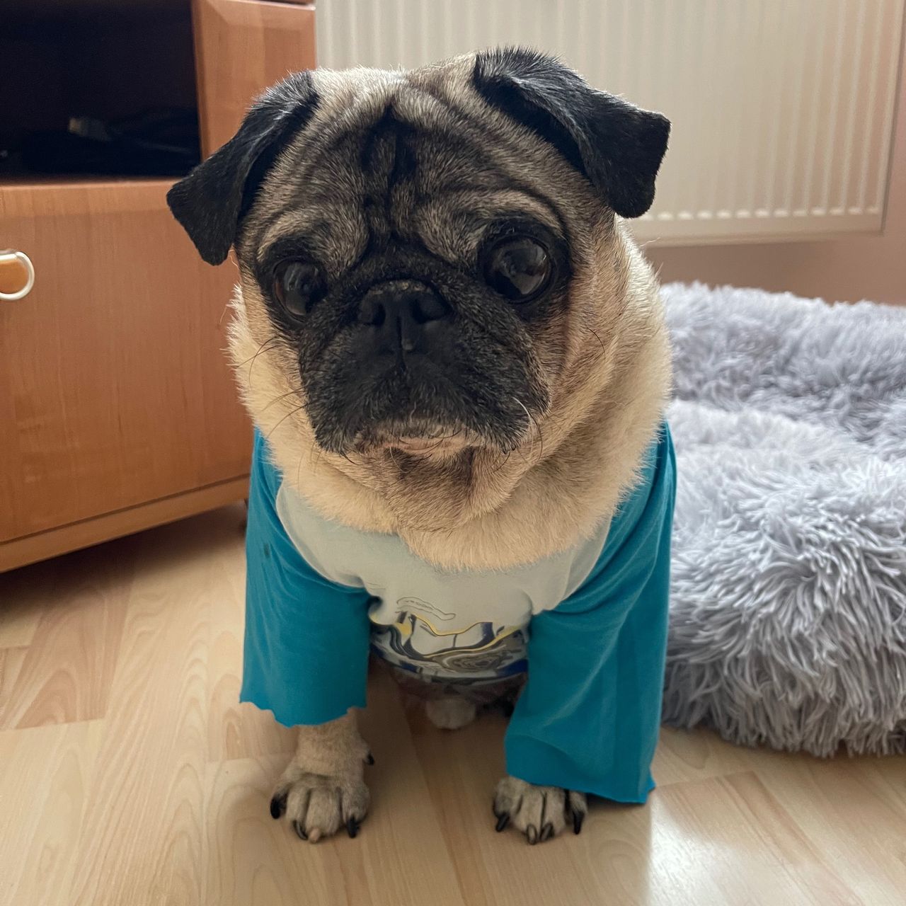 Soutěžní fotografie - Tobiáš,  Mops