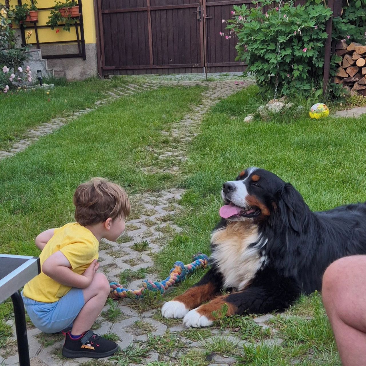 Soutěžní fotografie - Bady,  Bernský salašnický pes