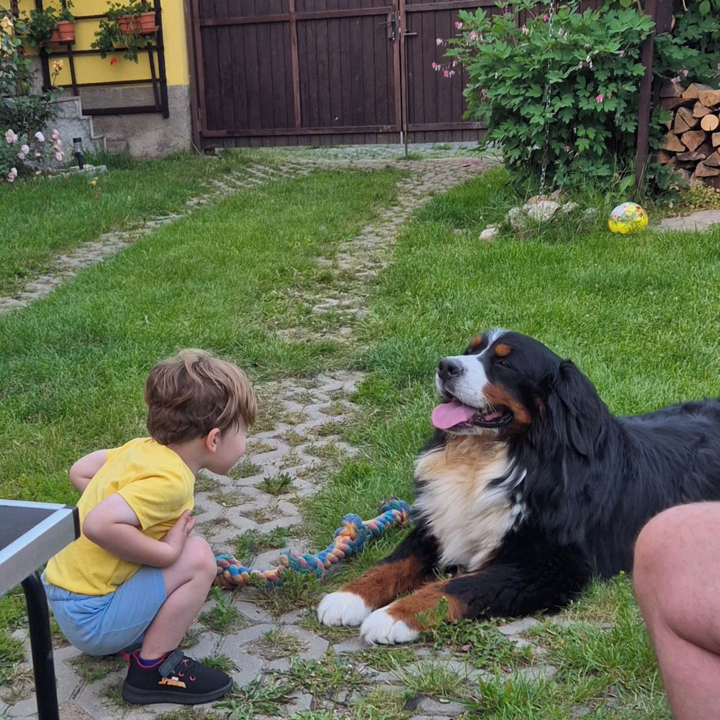 Soutěžní fotografie - Bady,  Bernský salašnický pes