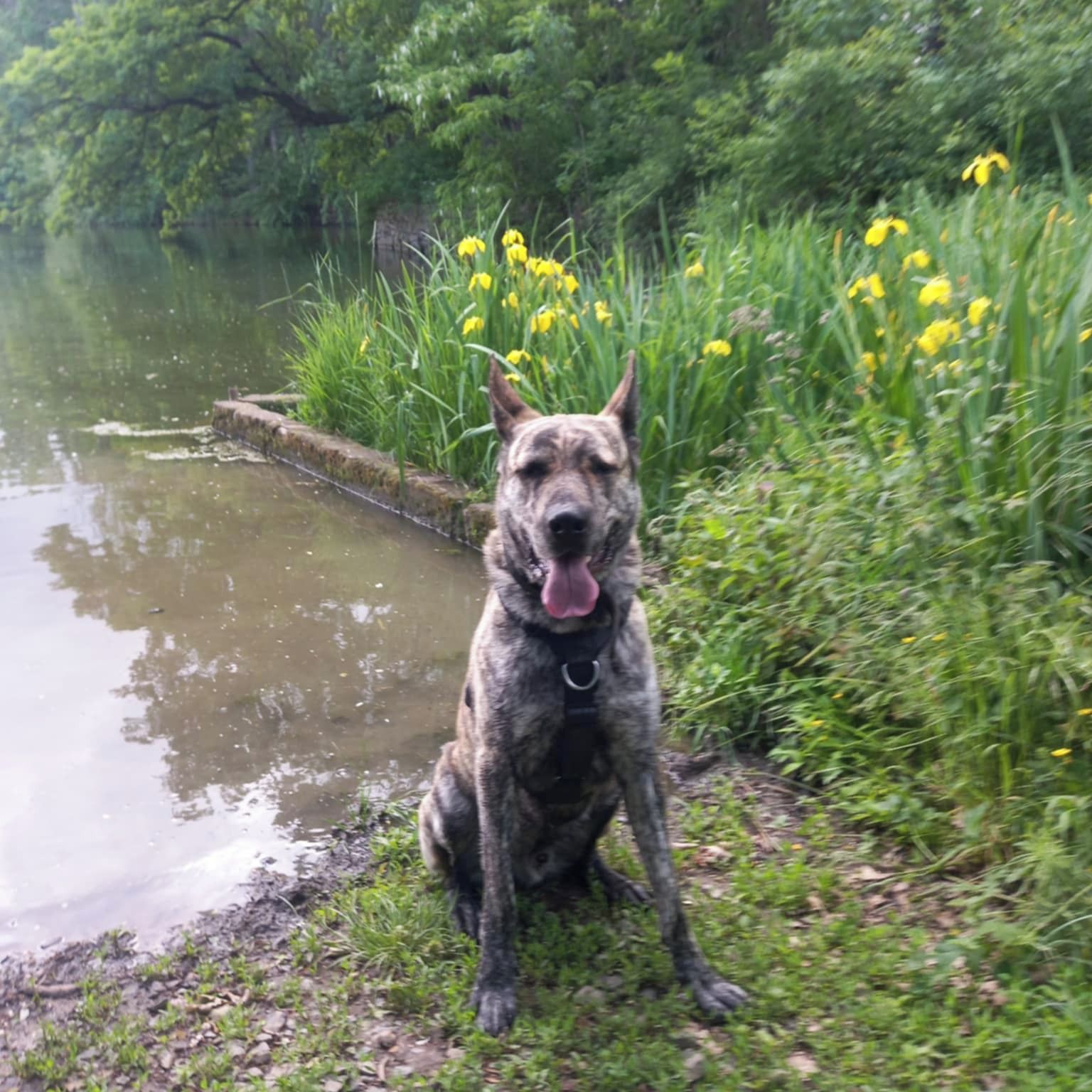 Soutěžní fotografie - DEXTER,  Ostatní