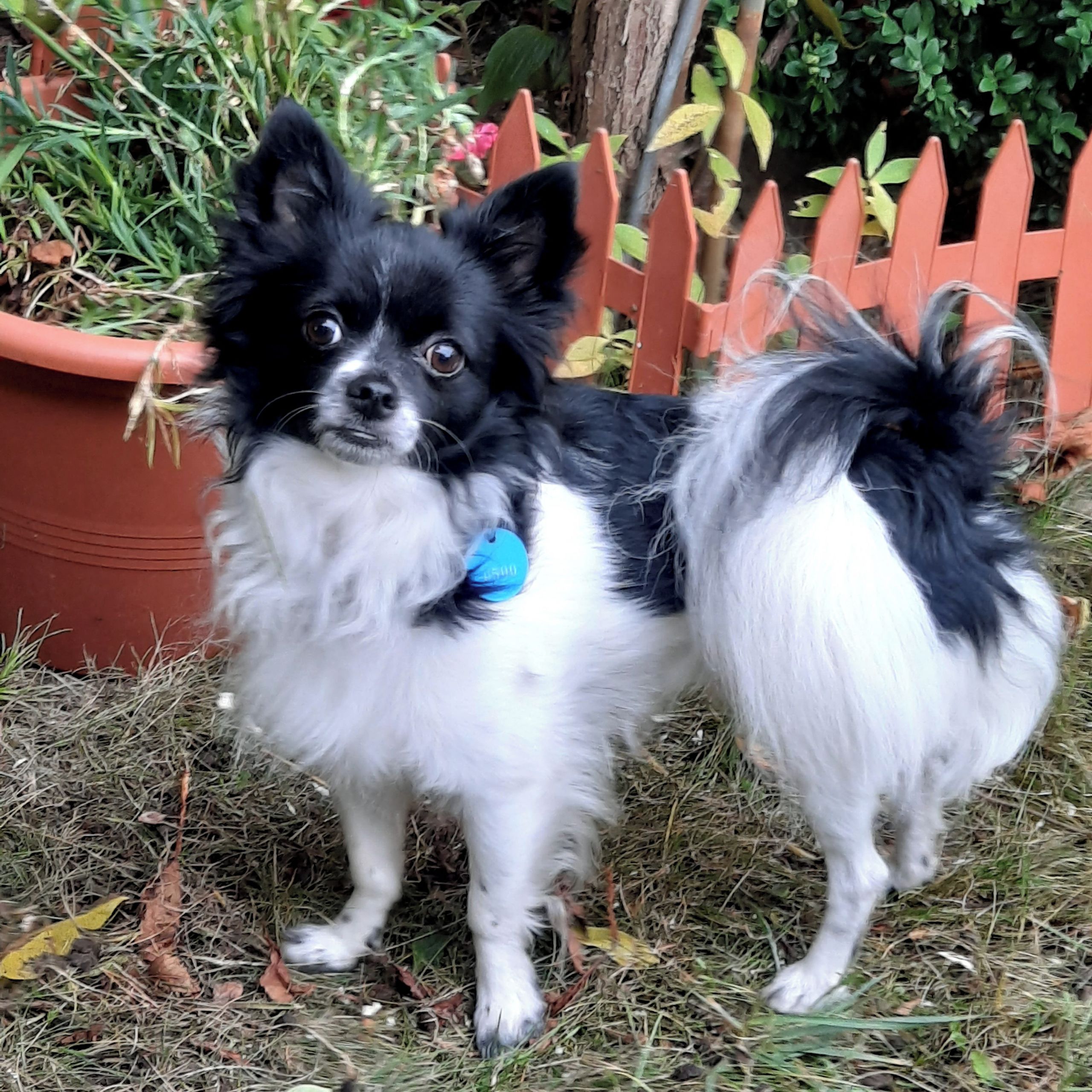 Soutěžní fotografie - Alfik,  Čivava dlouhosrstá