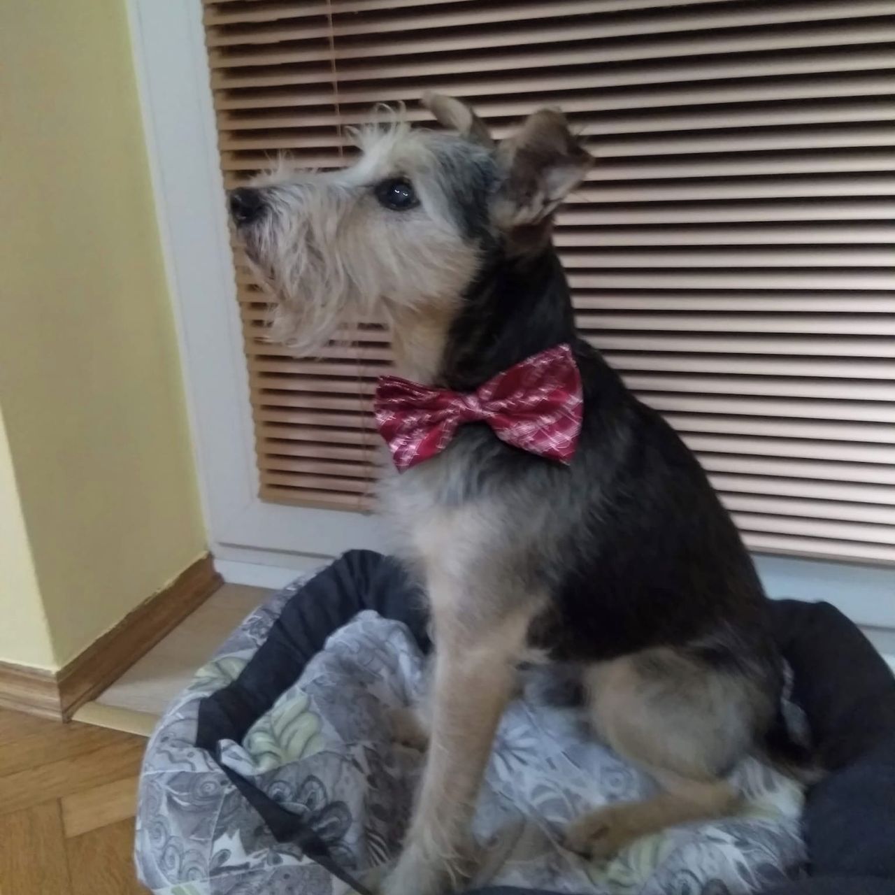 Soutěžní fotografie - Kulík,  Ostatní