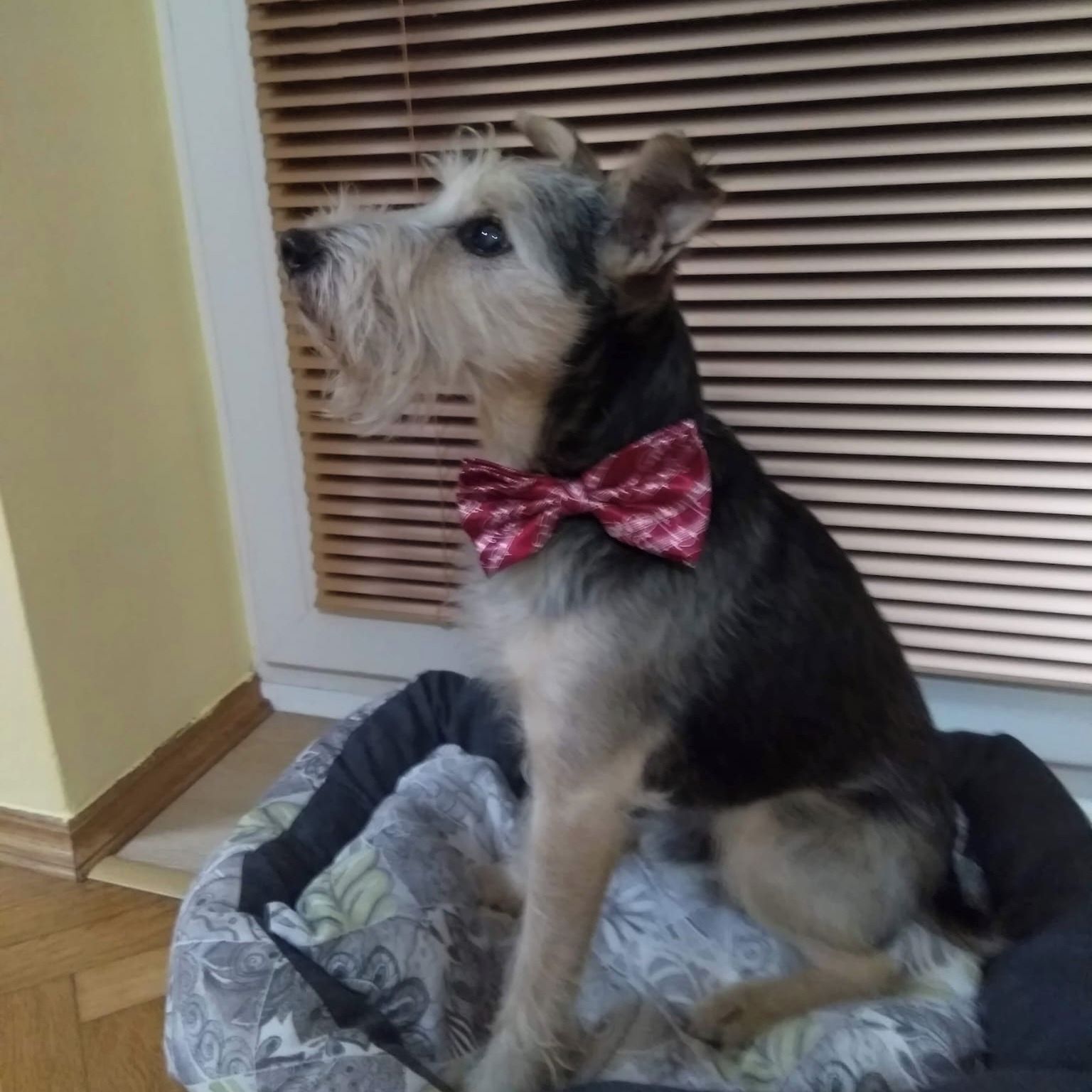 Soutěžní fotografie - Kulík,  Ostatní