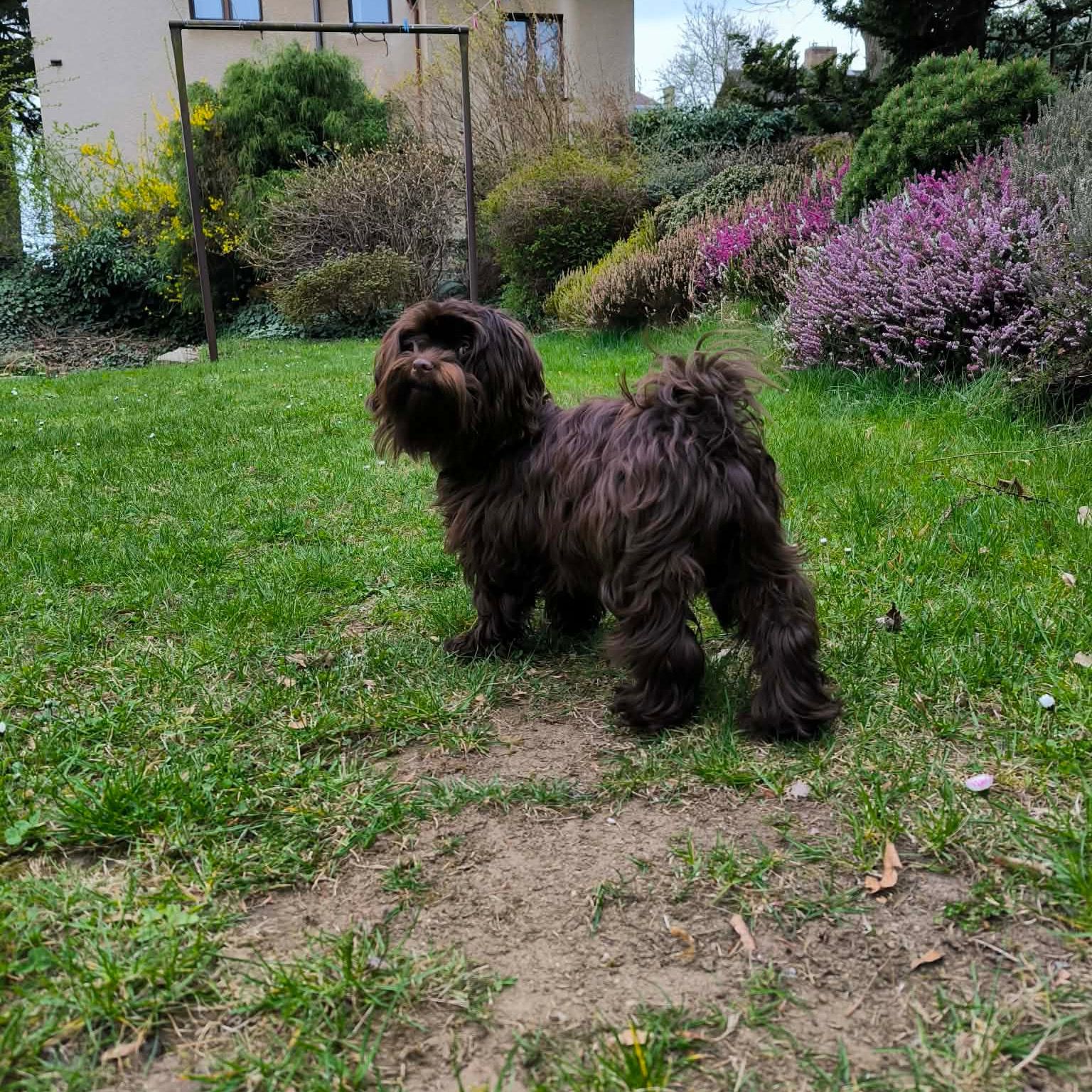 Soutěžní fotografie - Aura,  Havanský psík