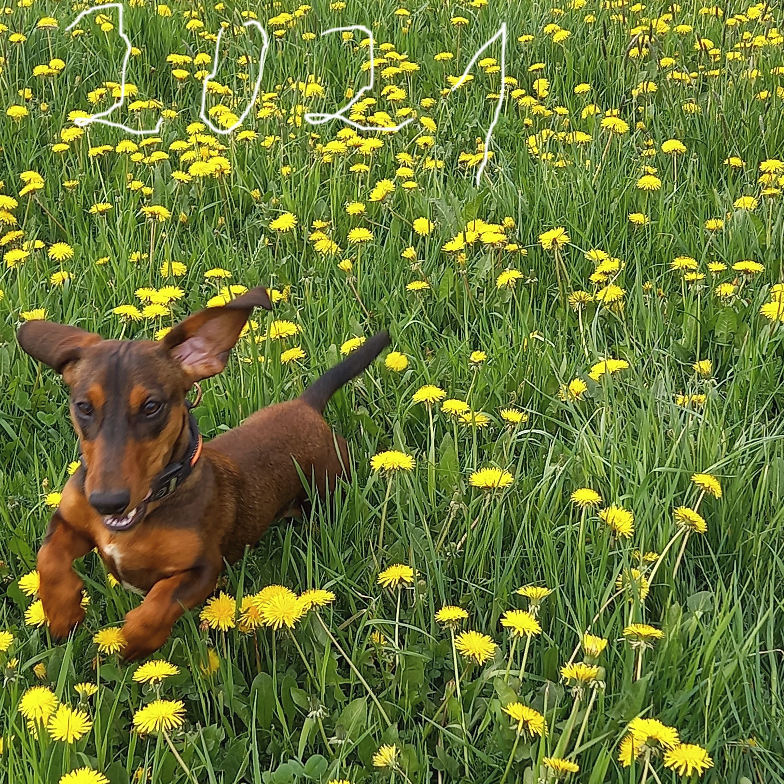 Soutěžní fotografie - Bárny,  Jezevčík