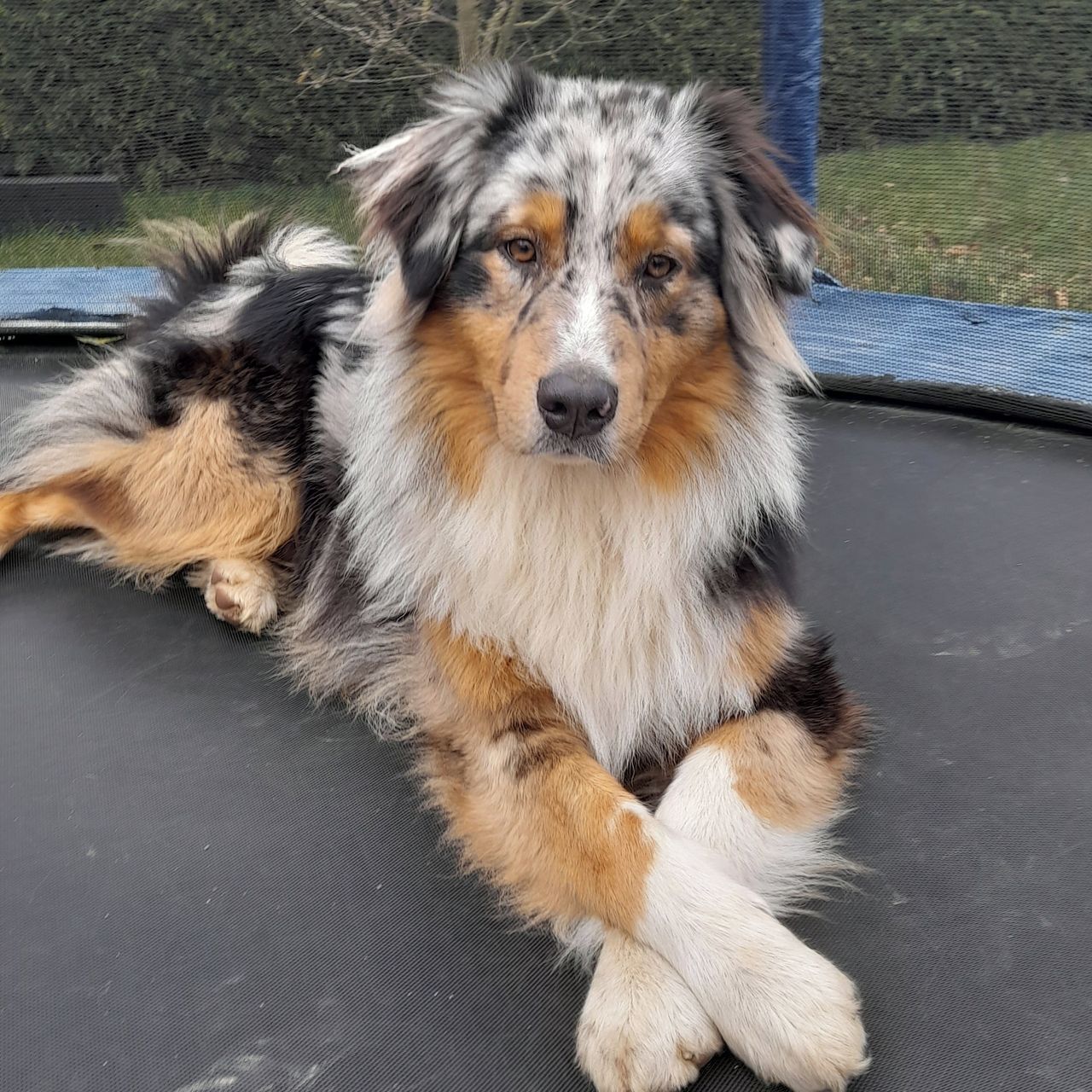 Soutěžní fotografie - Bady,  Australský ovčák