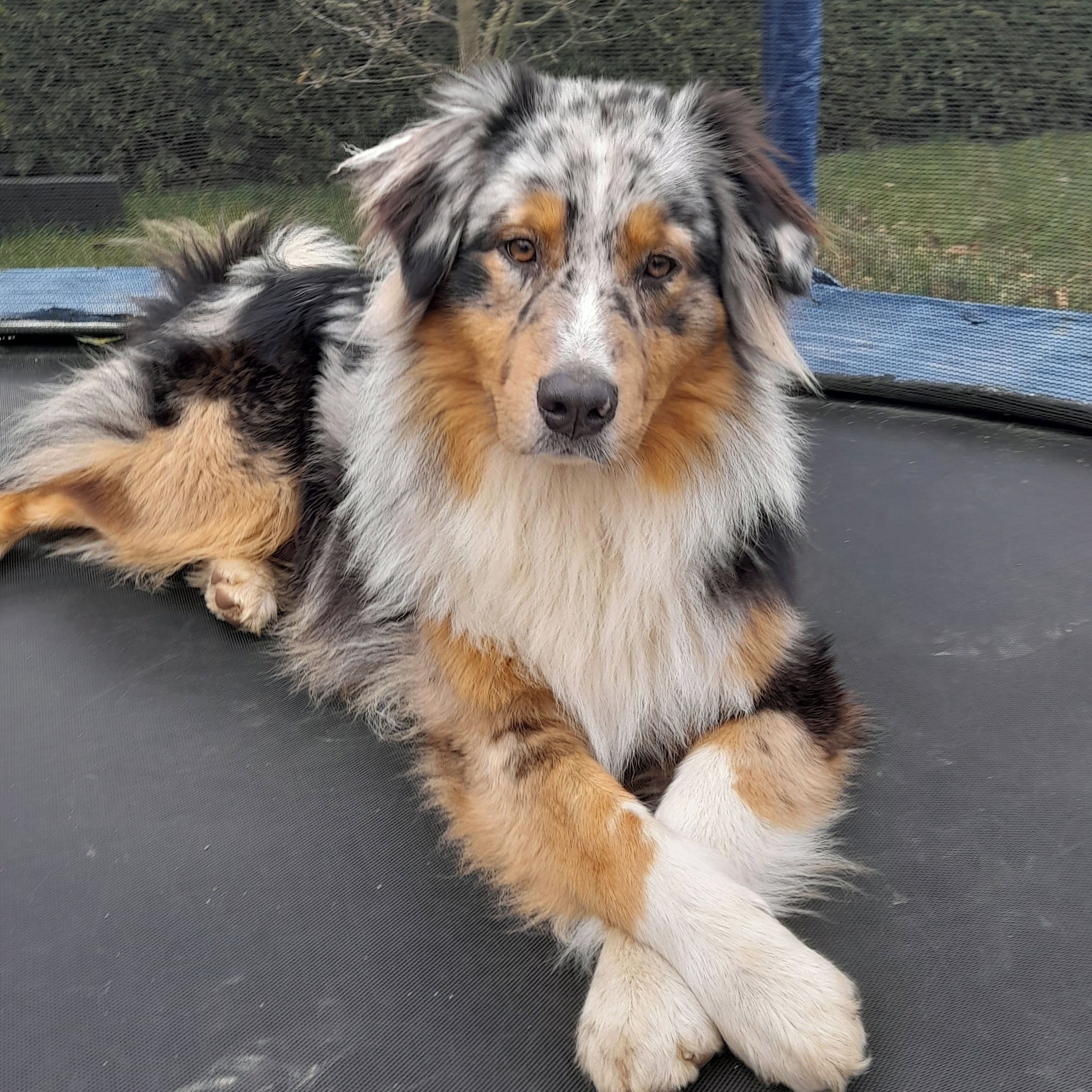 Soutěžní fotografie - Bady,  Australský ovčák