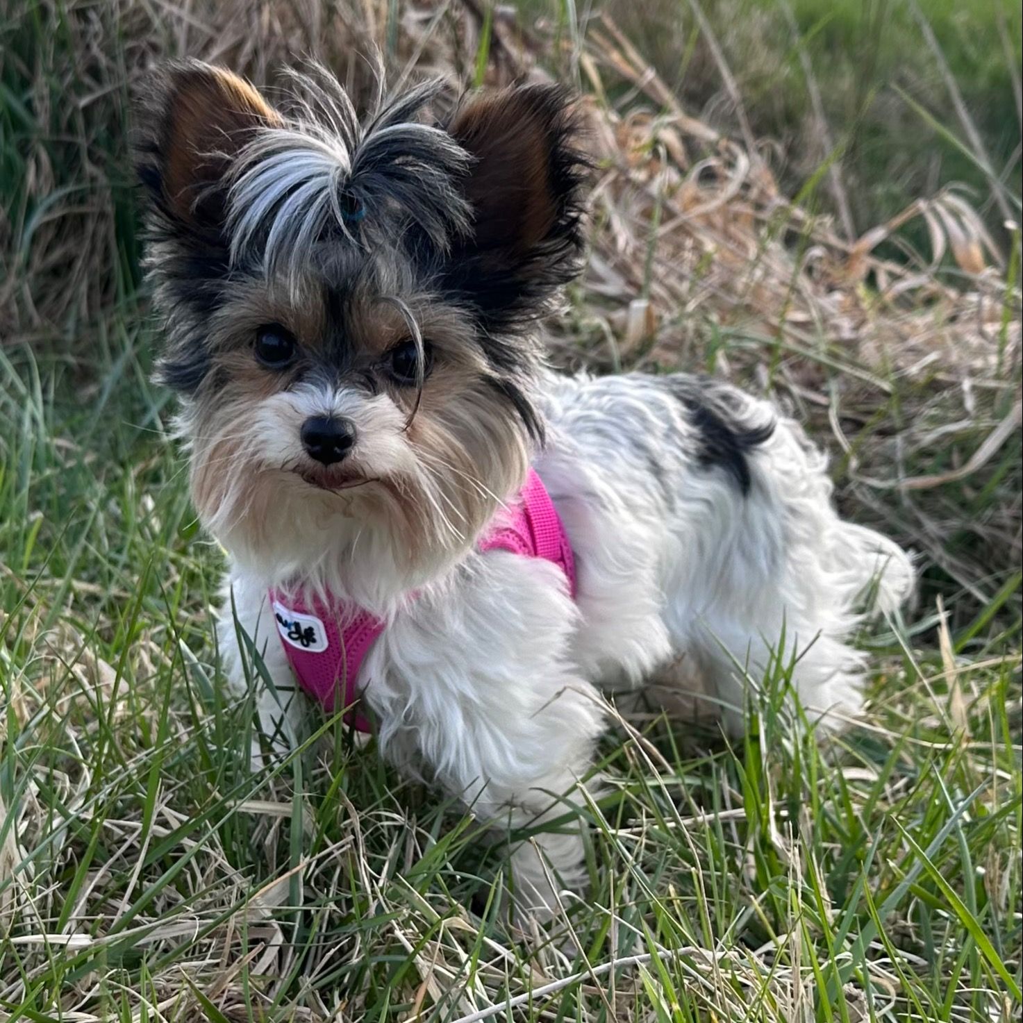 Soutěžní fotografie - Ellie,  Yorkšírský terier