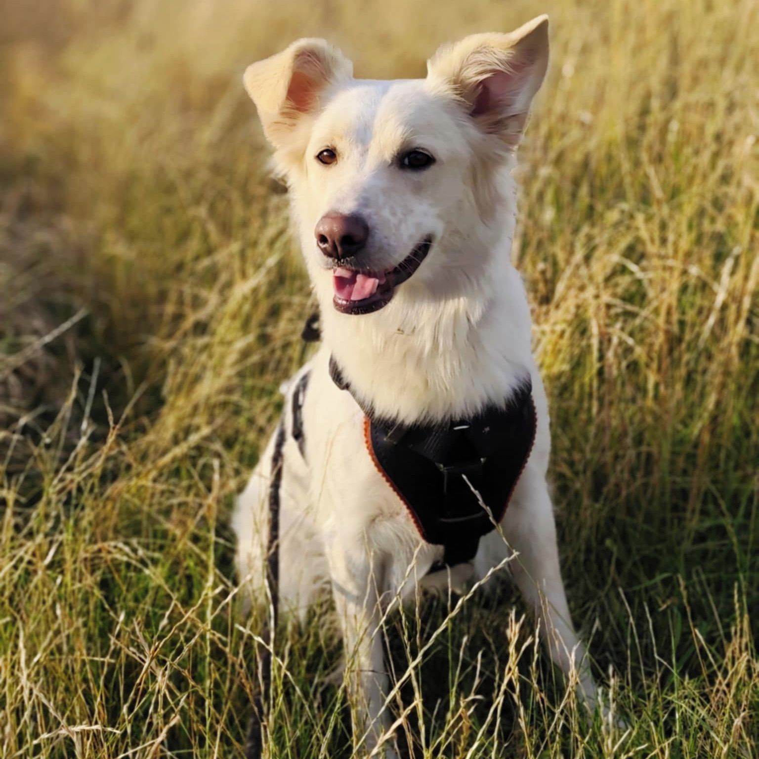 Soutěžní fotografie - Angie,  Ostatní