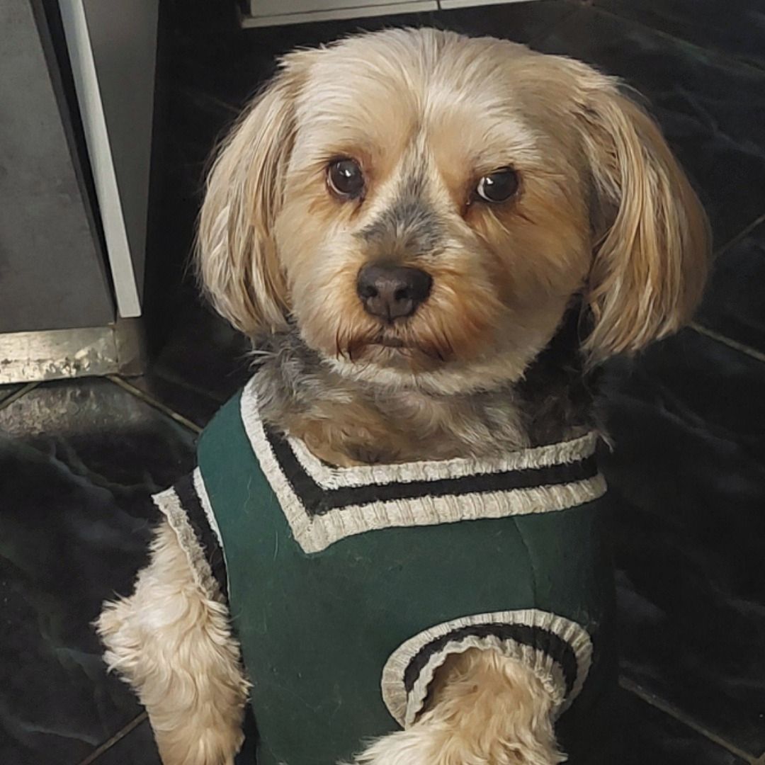 Soutěžní fotografie - Charlie,  Yorkšírský terier