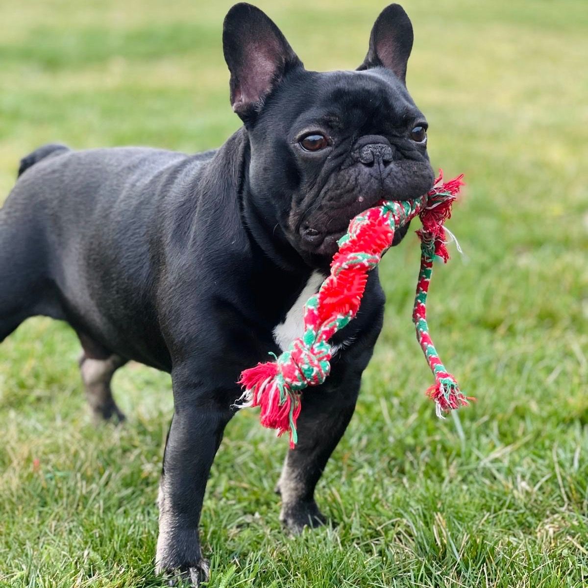Soutěžní fotografie - Bruce,  Francouzský buldoček