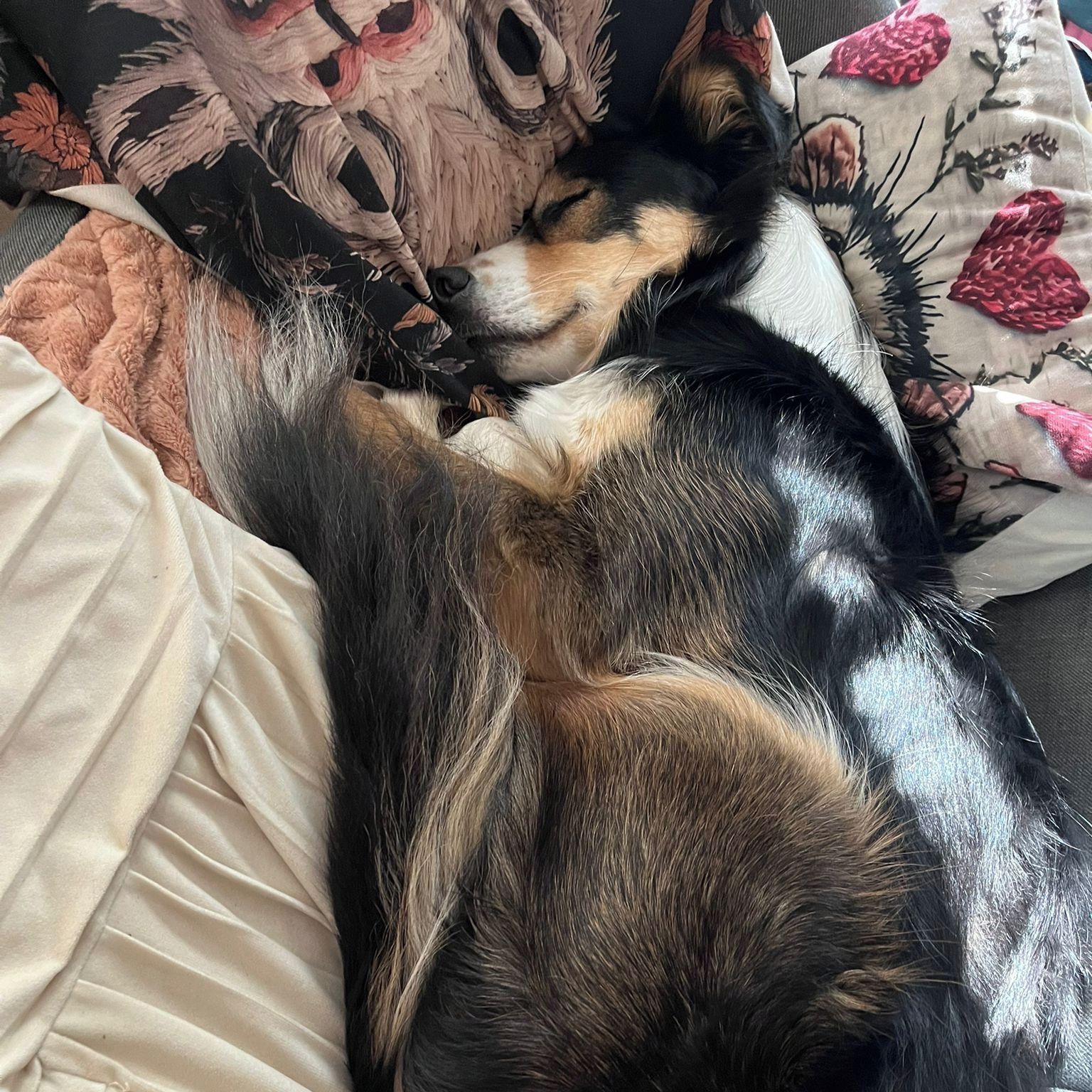 Soutěžní fotografie - Loki,  Border kolie