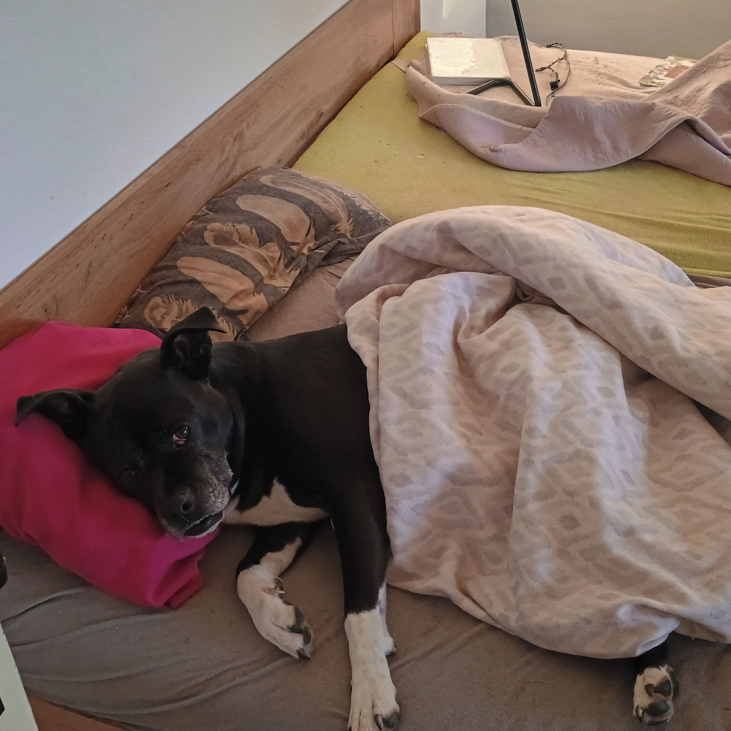 Soutěžní fotografie - Zara,  Ostatní