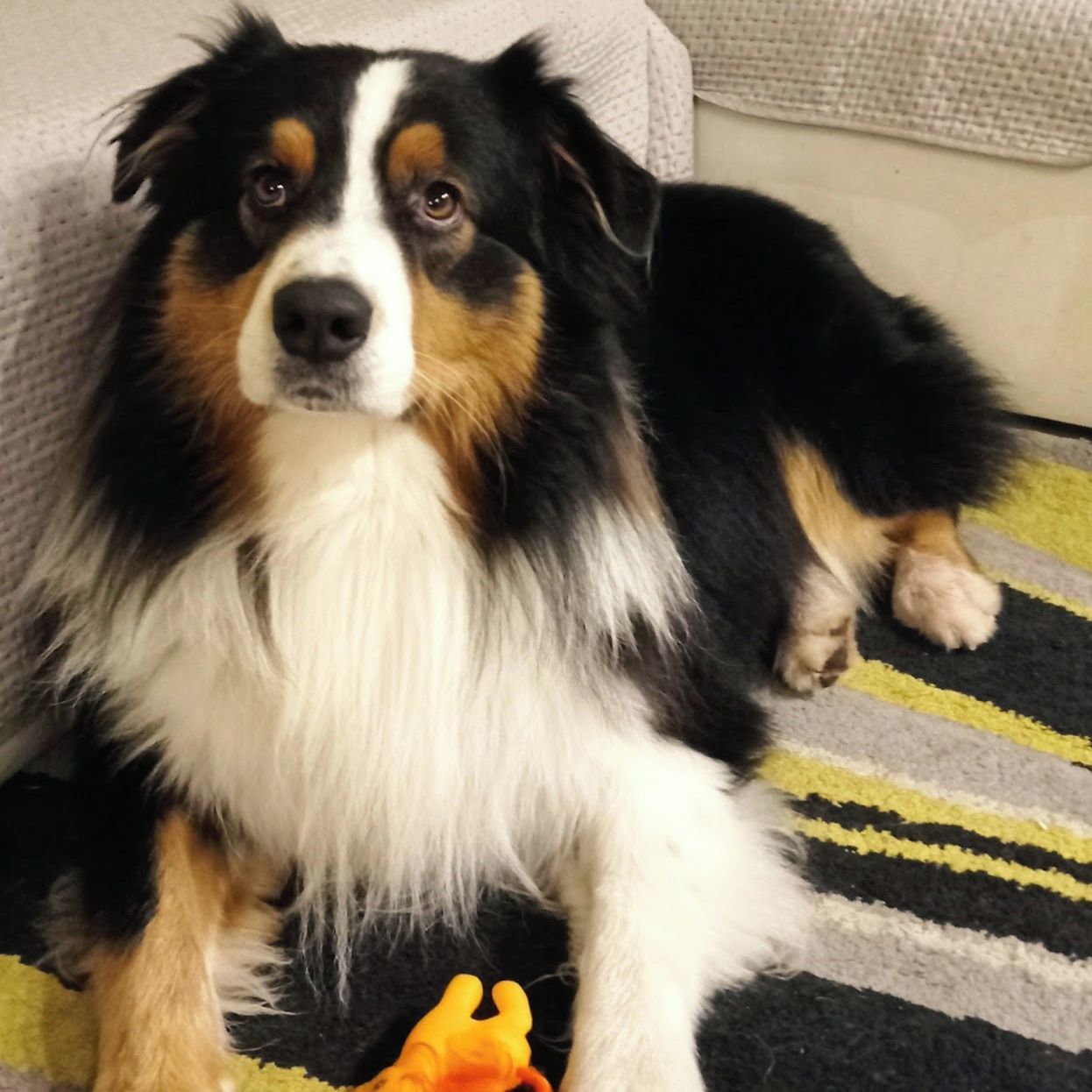 Soutěžní fotografie - Quenty,  Australský ovčák