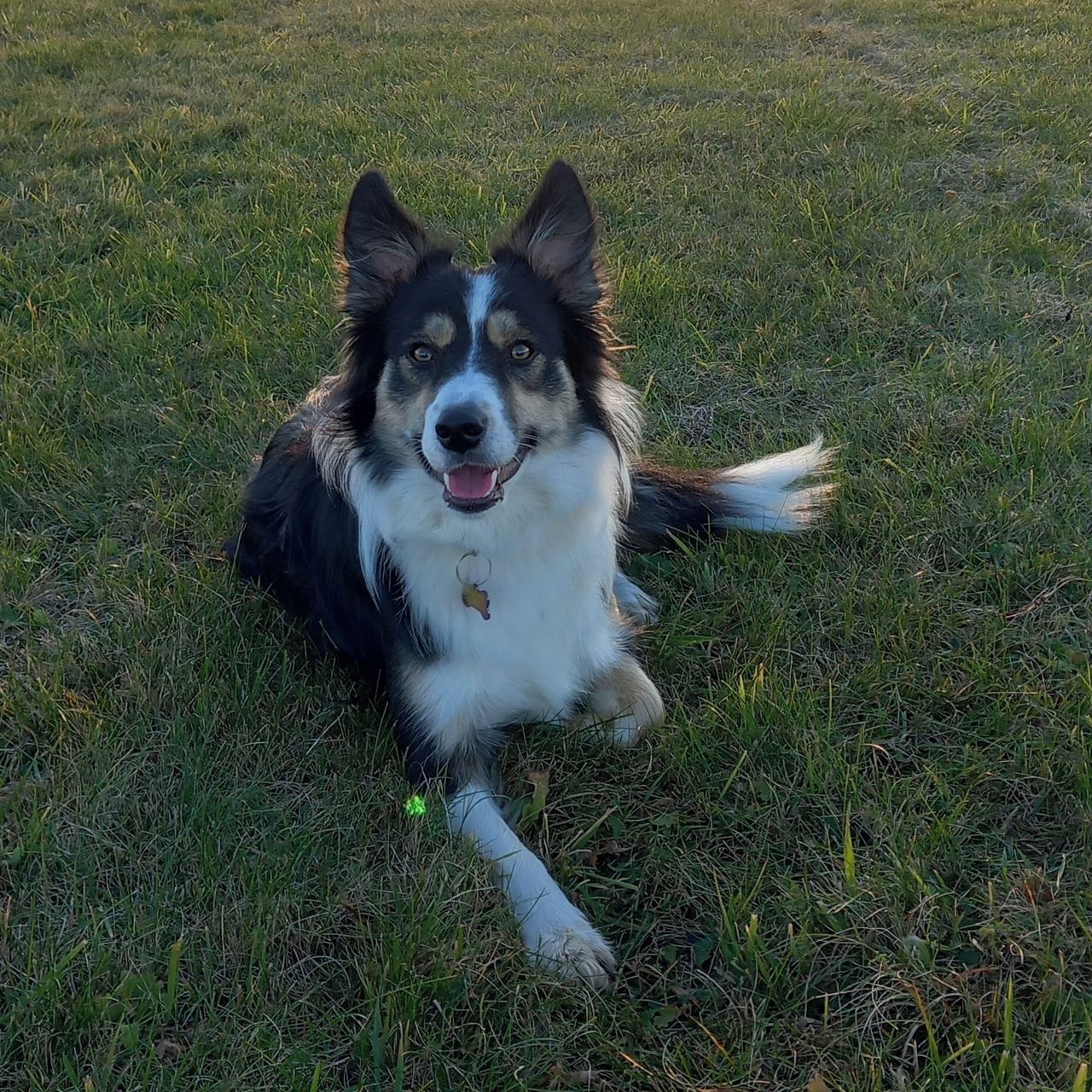 Soutěžní fotografie - Mája,  Border kolie