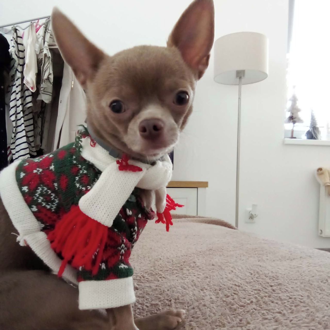 Soutěžní fotografie - Bonnie,  Čivava