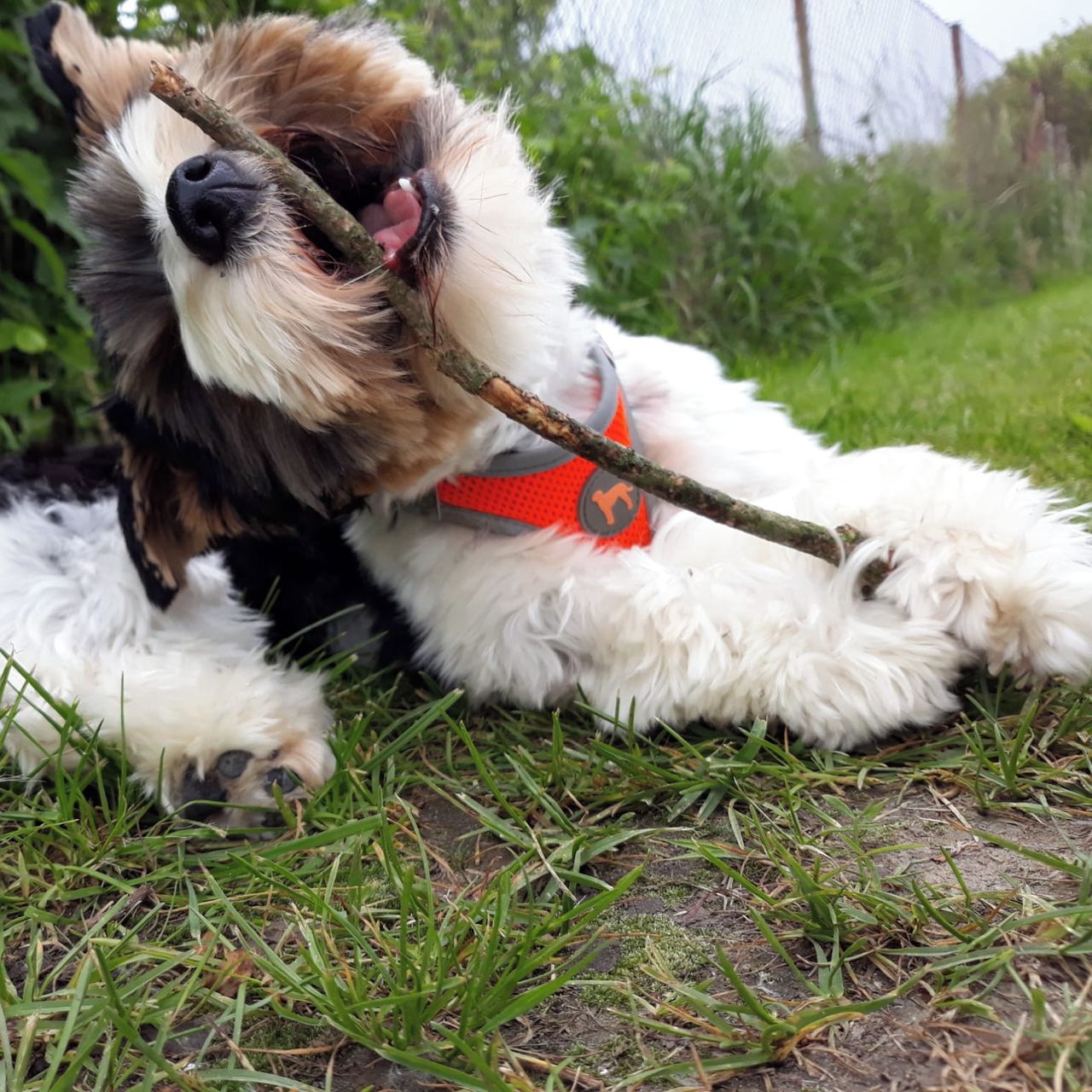 Soutěžní fotografie - Dixie,  Yorkšírský terier