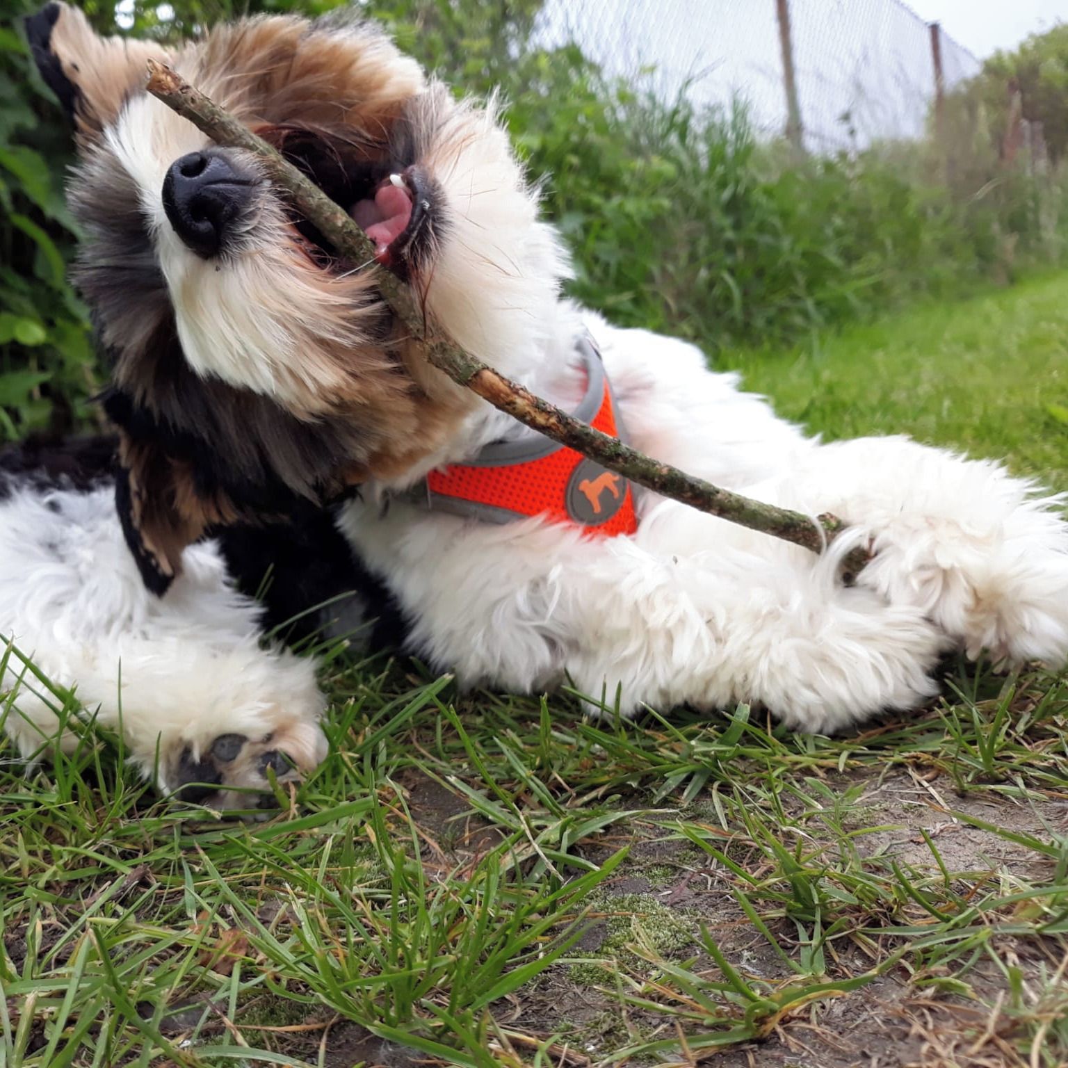 Soutěžní fotografie - Dixie,  Yorkšírský terier
