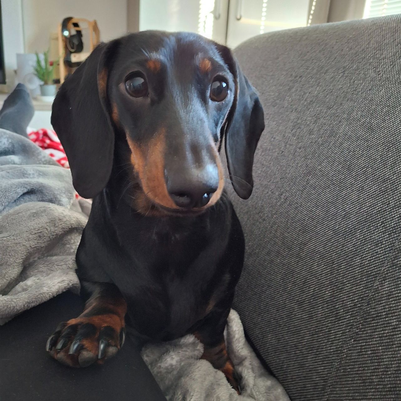 Soutěžní fotografie - Sissi,  Jezevčík