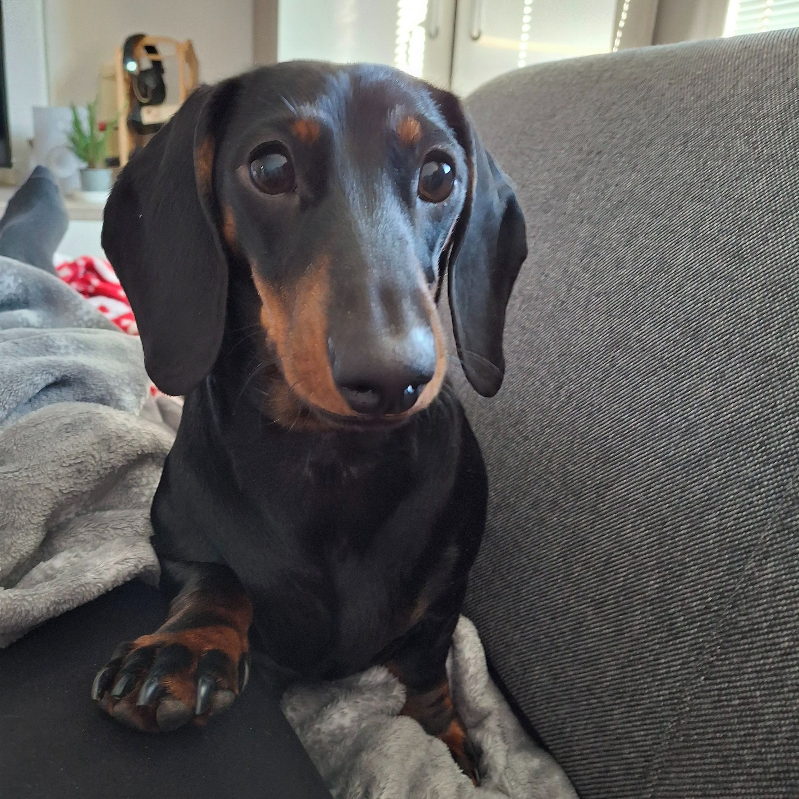 Soutěžní fotografie - Sissi,  Jezevčík