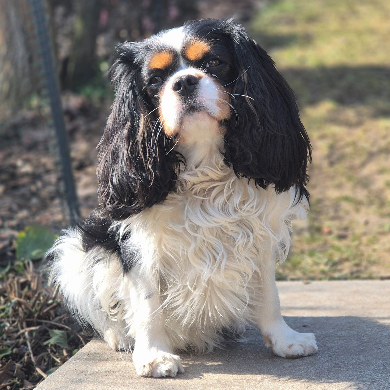 Soutěžní fotografie - Woody,  Kavalír King Charles španěl