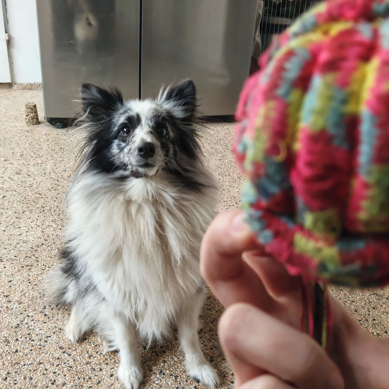 Soutěžní fotografie - Ariel,  Sheltie