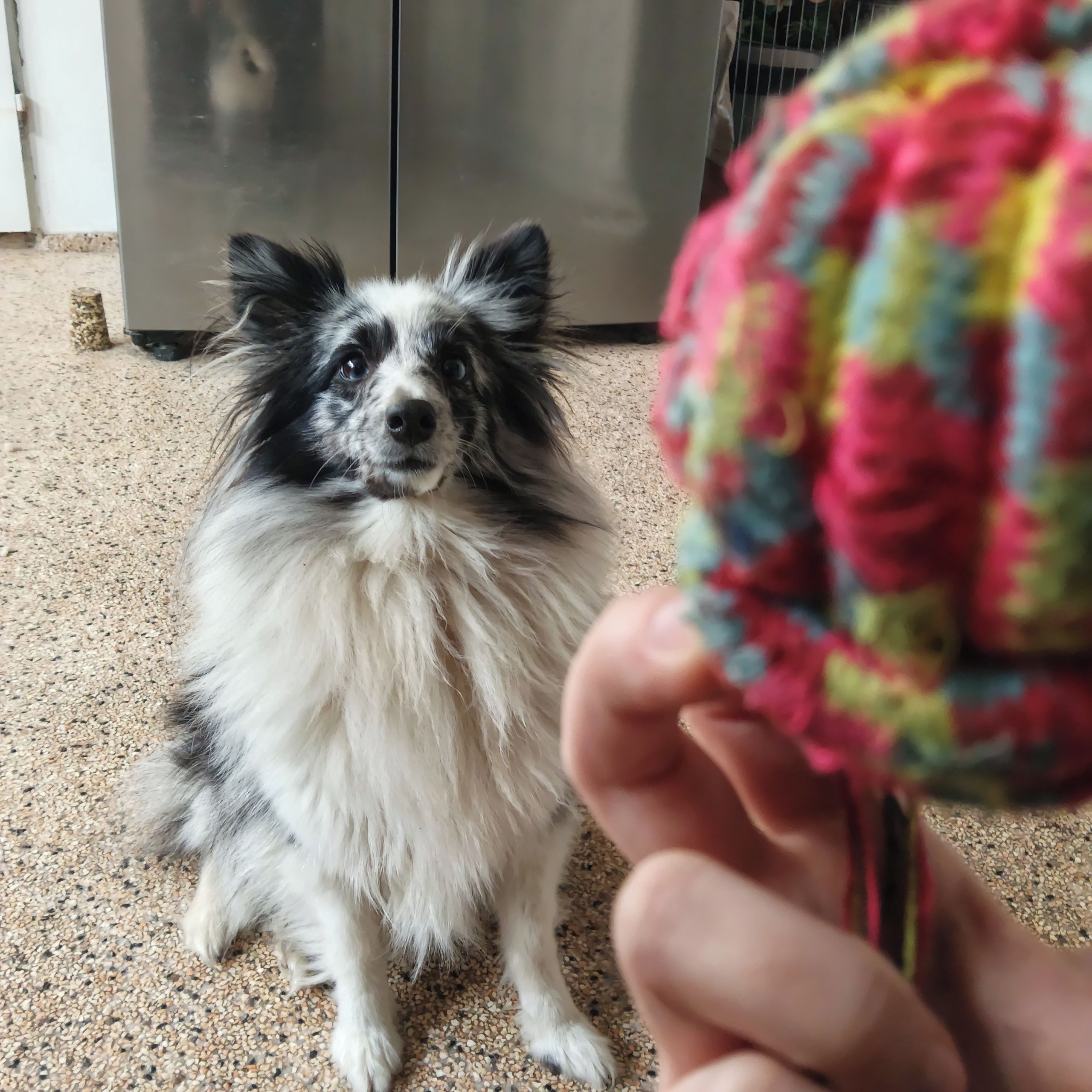 Soutěžní fotografie - Ariel,  Sheltie