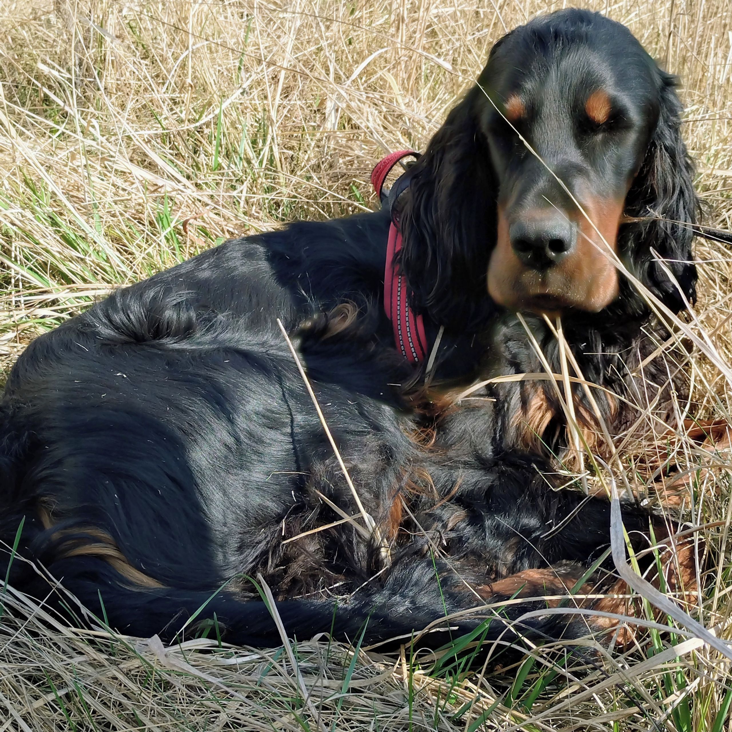 Soutěžní fotografie - Kenny z Wenytry,  Gordonsetr