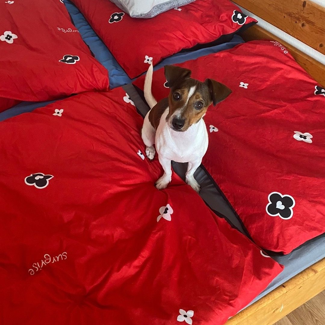 Soutěžní fotografie - Jackie,  Jack Russell Teriér