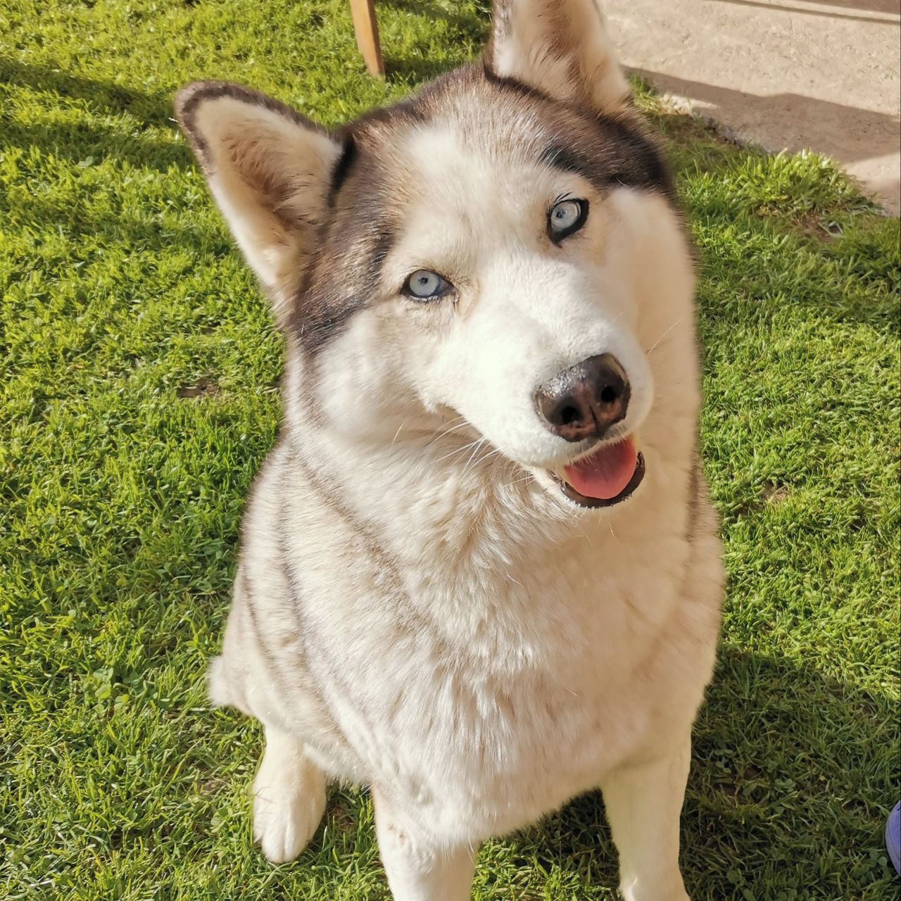 Soutěžní fotografie - HAILEY,  Sibiřský husky