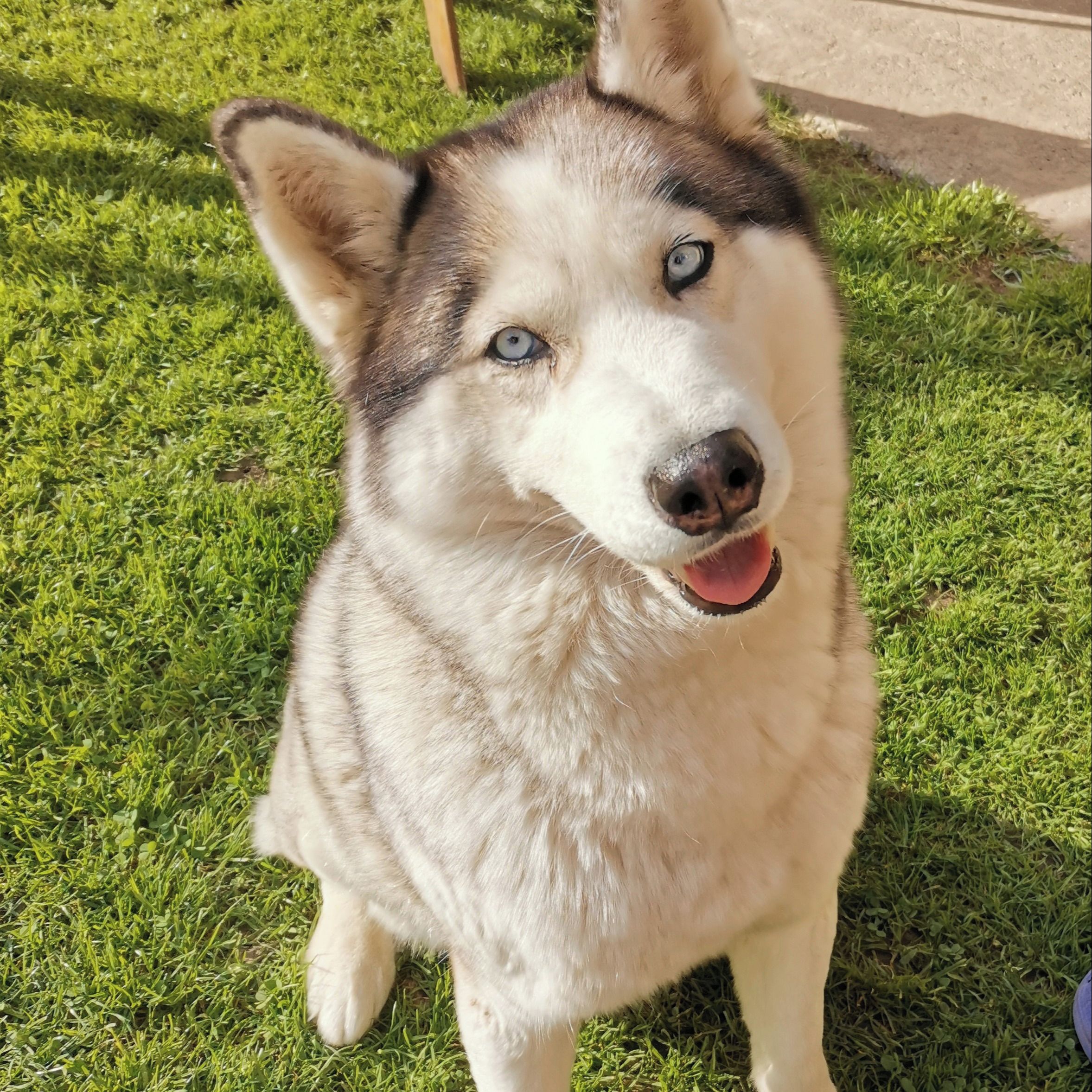 Soutěžní fotografie - HAILEY,  Sibiřský husky